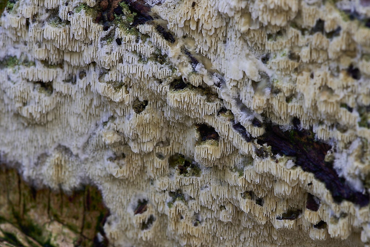 CrostwrightHeathFungus17201119-1-NEF-