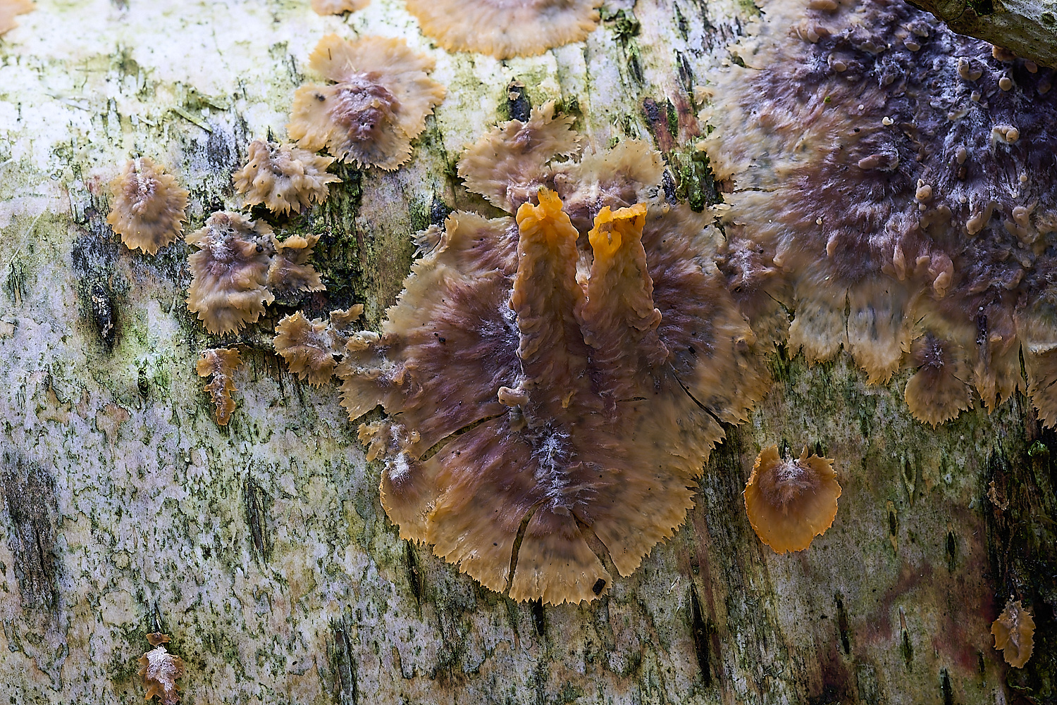 CrostwrightHeathFungus18201119-1-NEF-