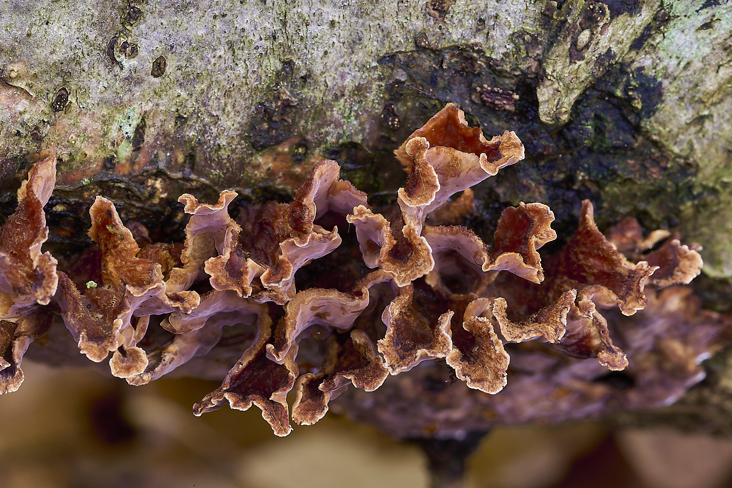 CrostwrightHeathFungus19201119-1-NEF-