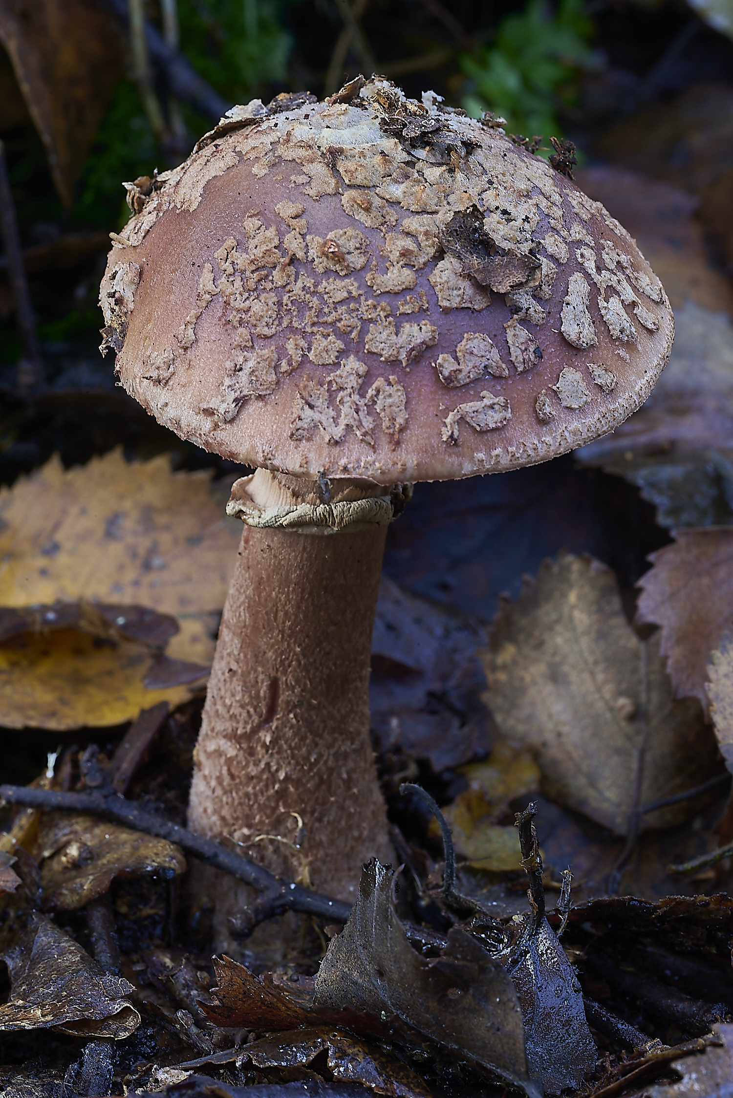 CrostwrightHeathFungus21201119-2-NEF-