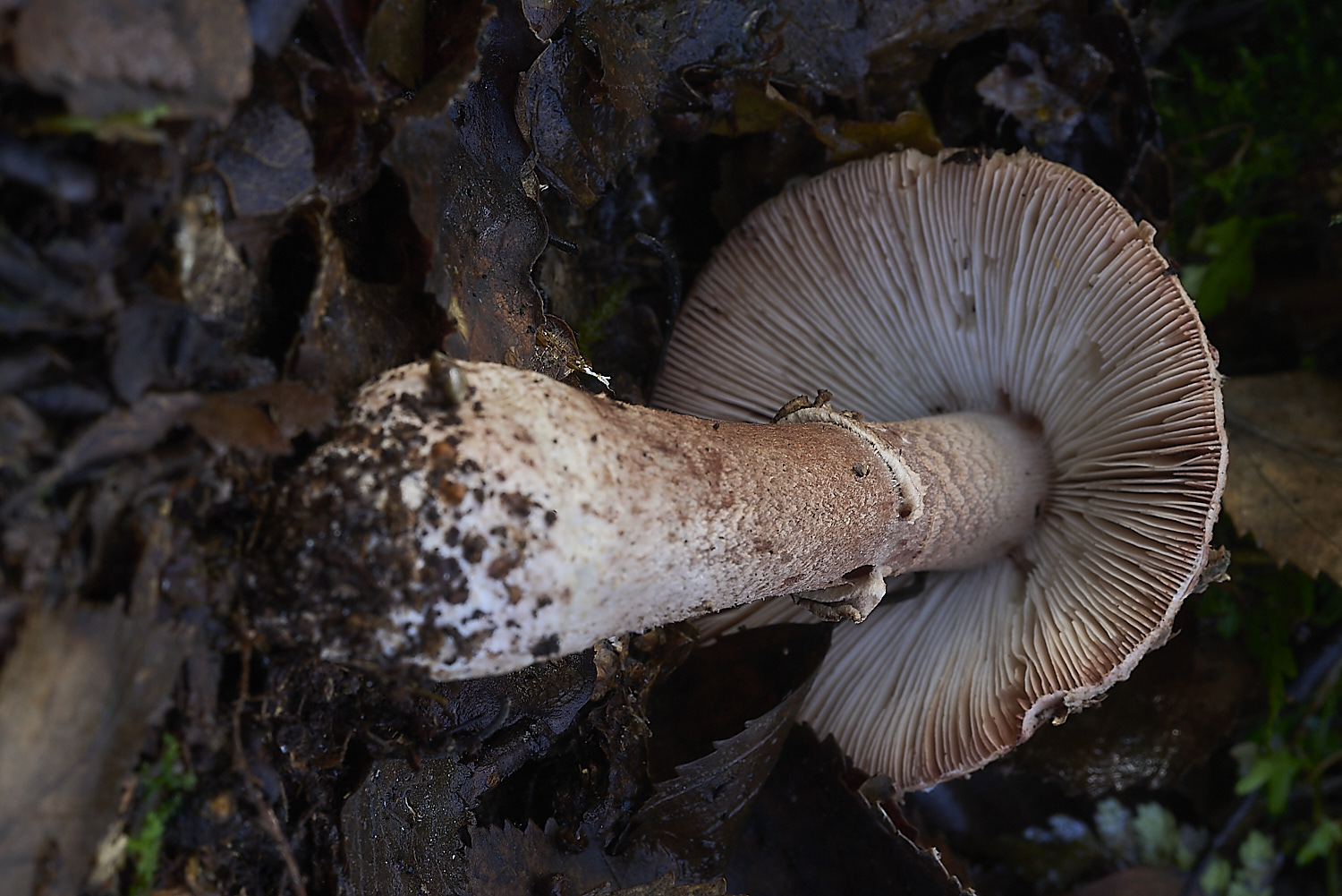 CrostwrightHeathFungus21201119-4-NEF-