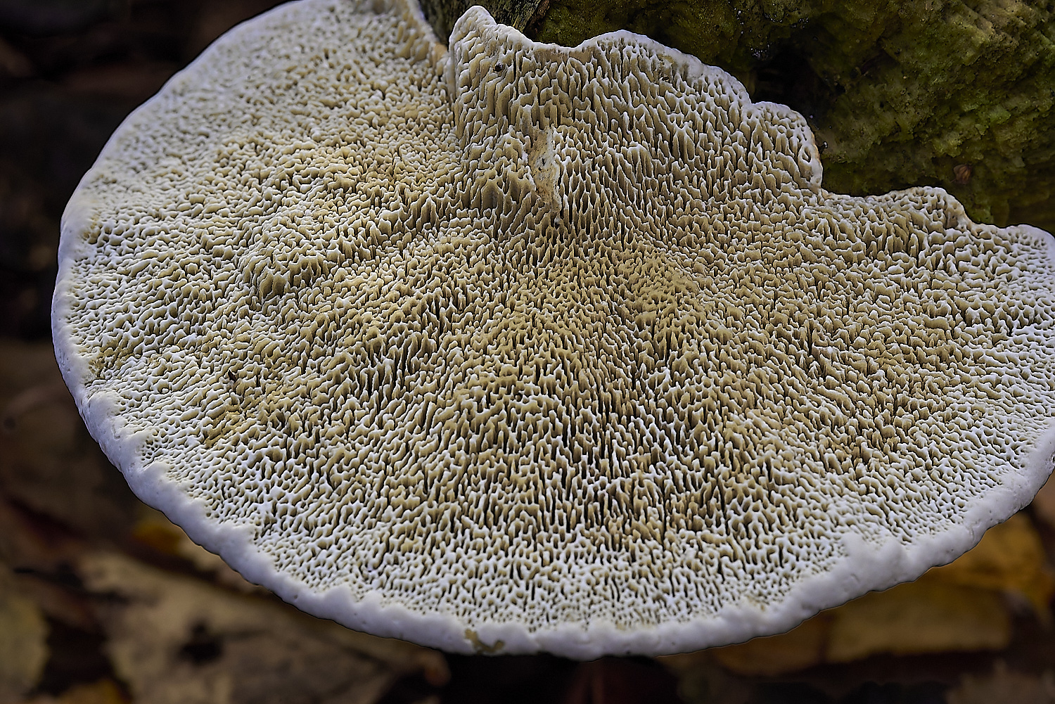 CrostwrightHeathFungus2201119-2-NEF-