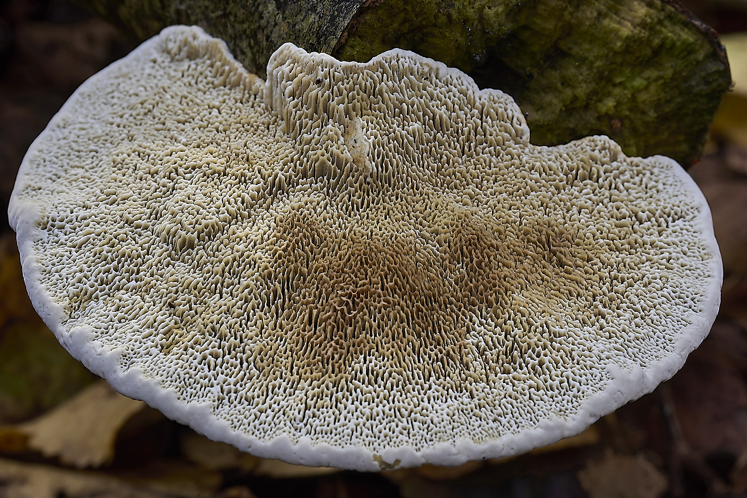 CrostwrightHeathFungus2201119-3-NEF-