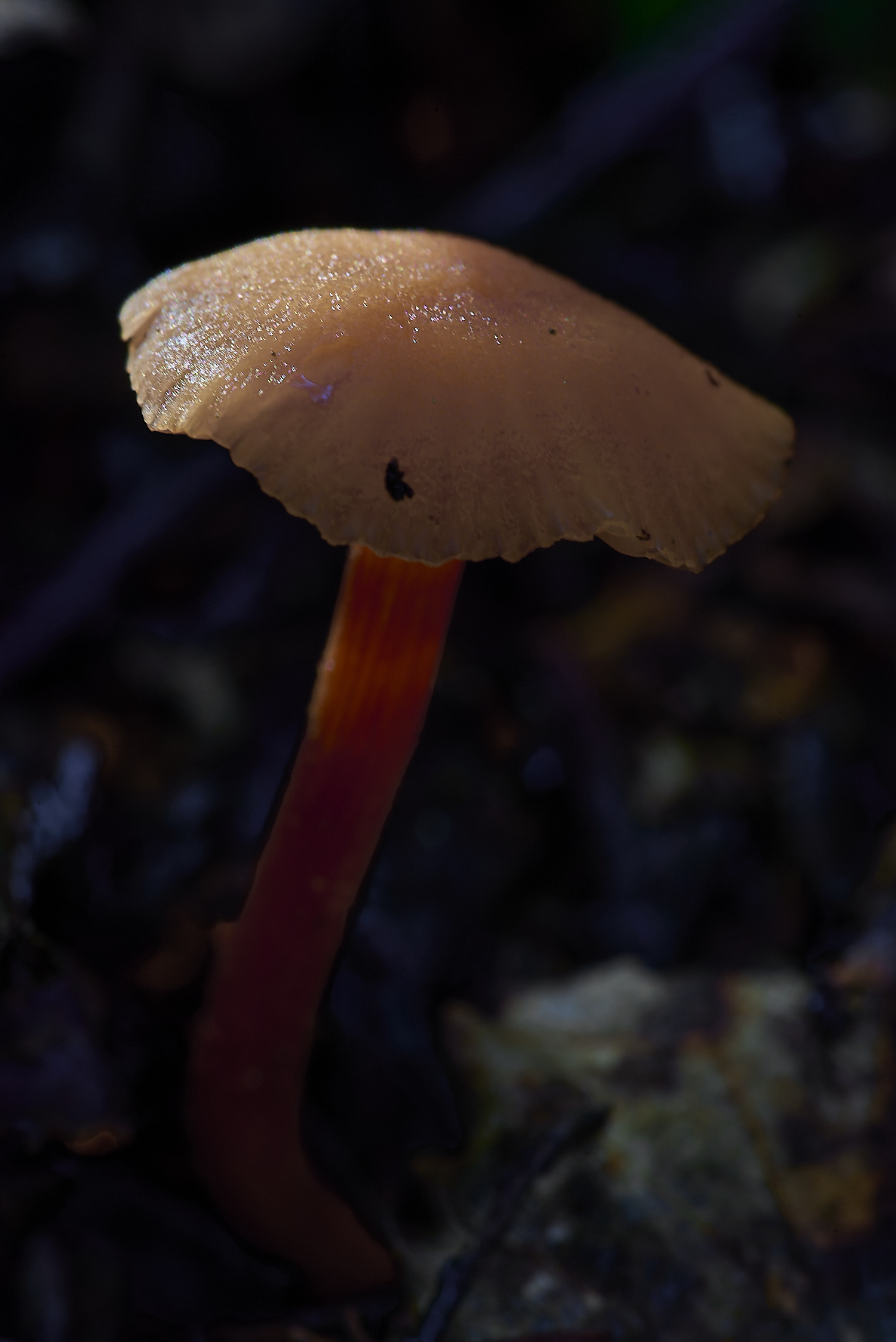 CrostwrightHeathFungus22201119-1-NEF-