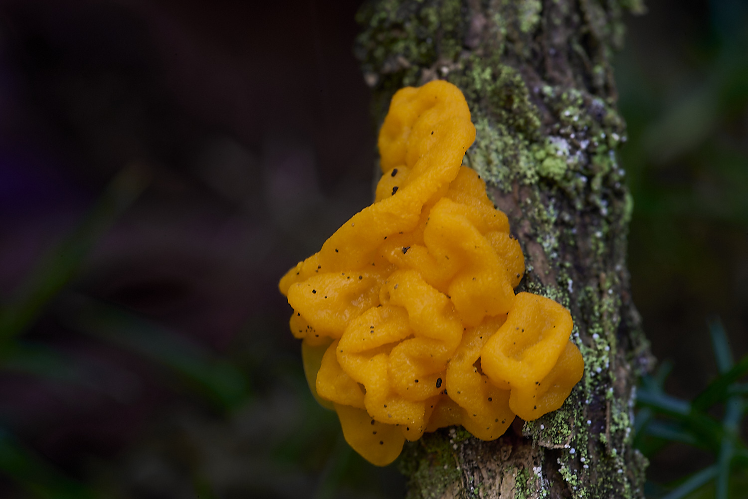 CrostwrightHeathFungus23201119-1-NEF-