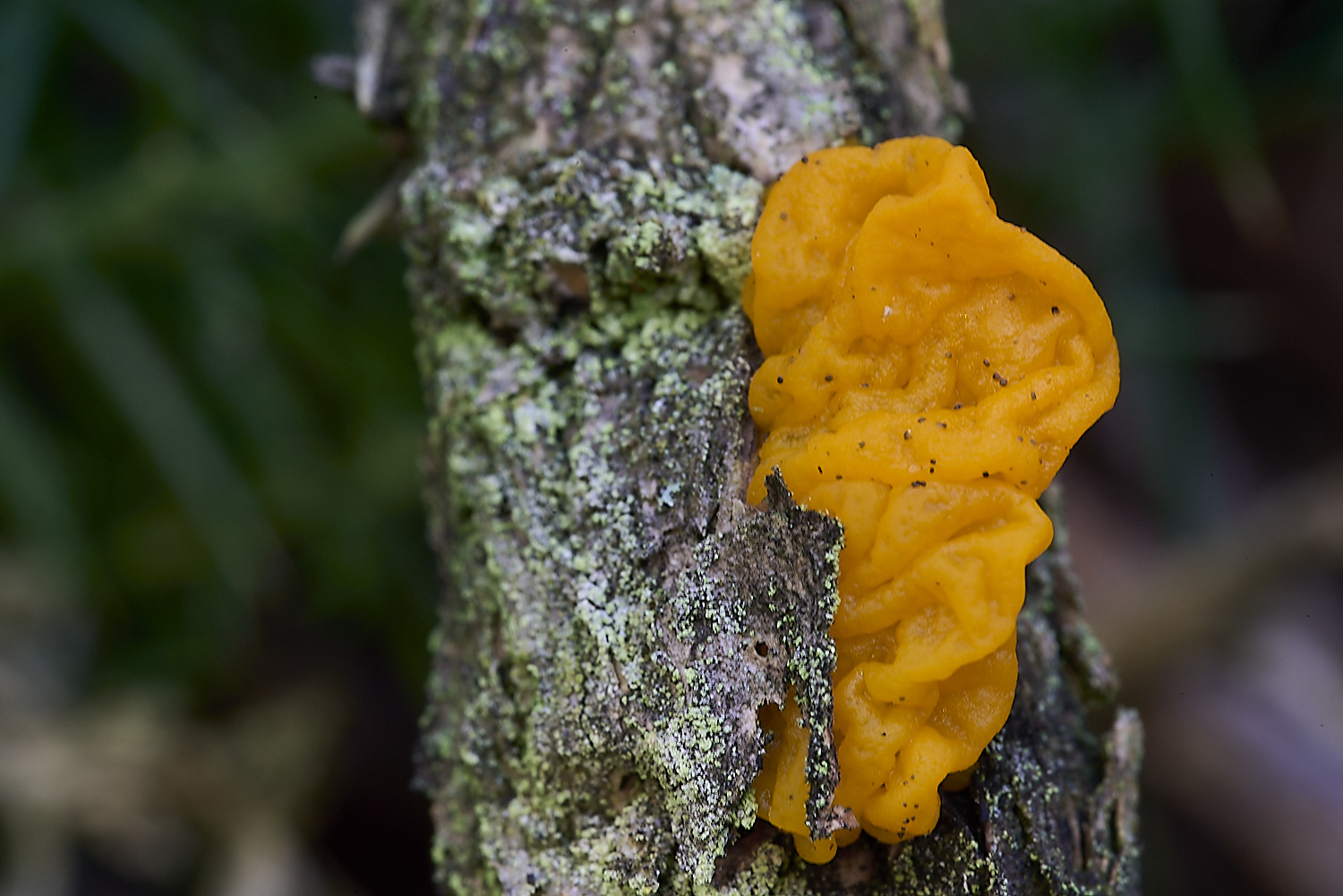 CrostwrightHeathFungus23201119-2-NEF-