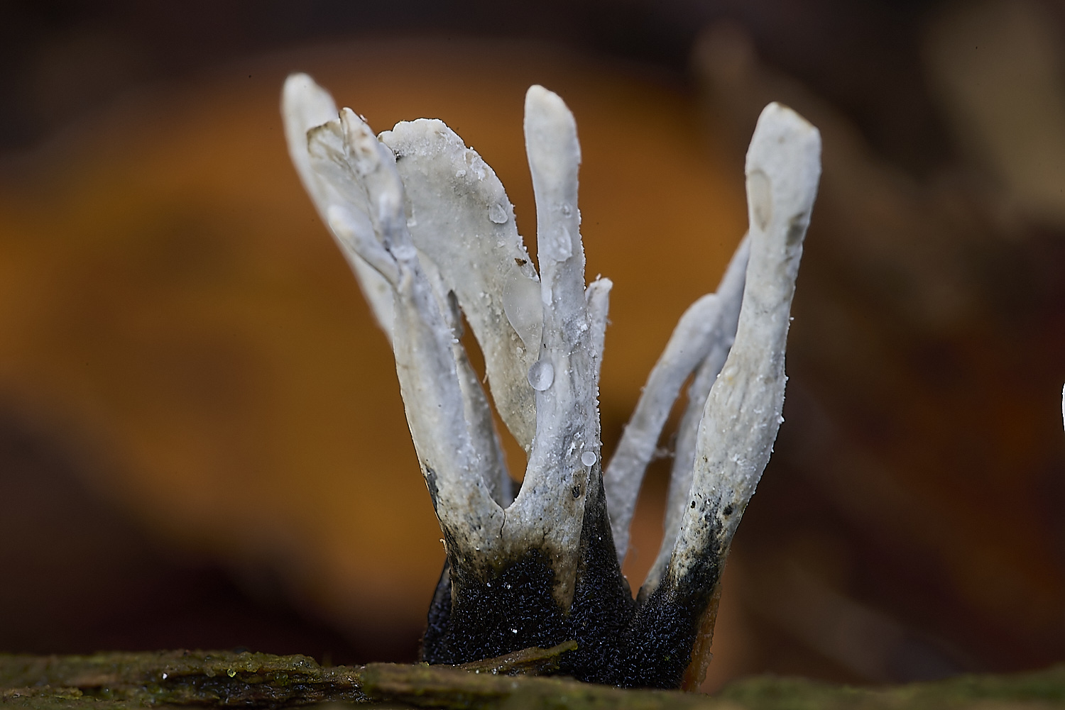 CrostwrightHeathFungus24201119-2-NEF-