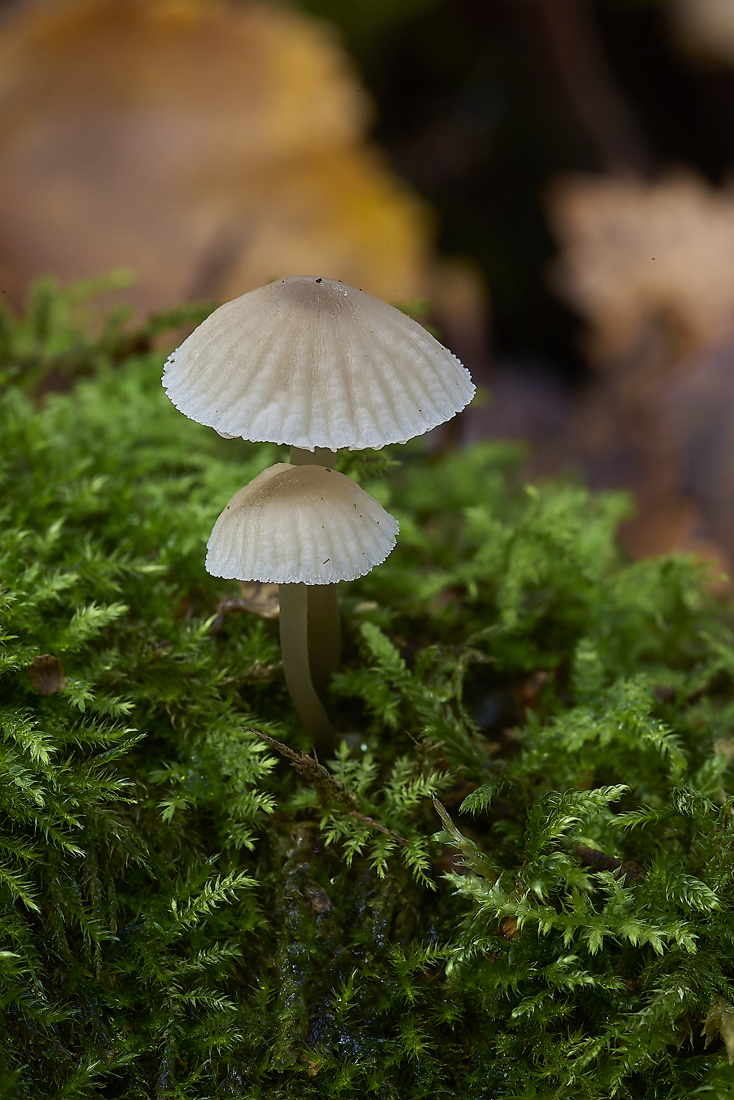 CrostwrightHeathFungus25201119-1-NEF-