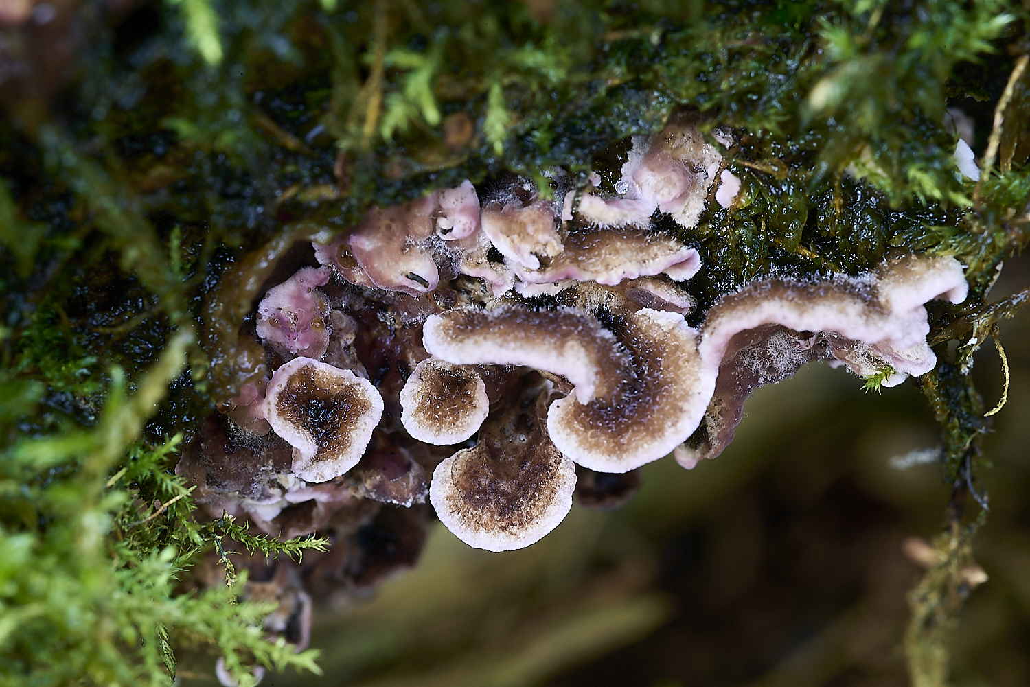 CrostwrightHeathFungus26201119-2-NEF-