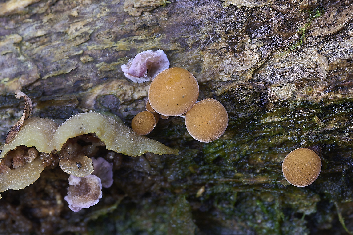 CrostwrightHeathFungus27201119-1-NEF-