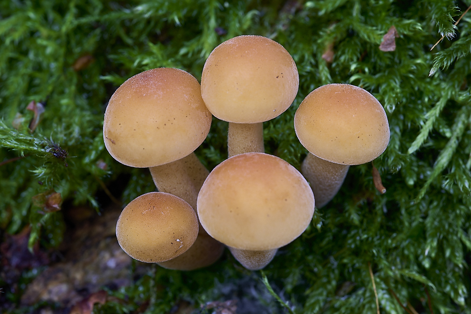 CrostwrightHeathFungus27201119-2-NEF-