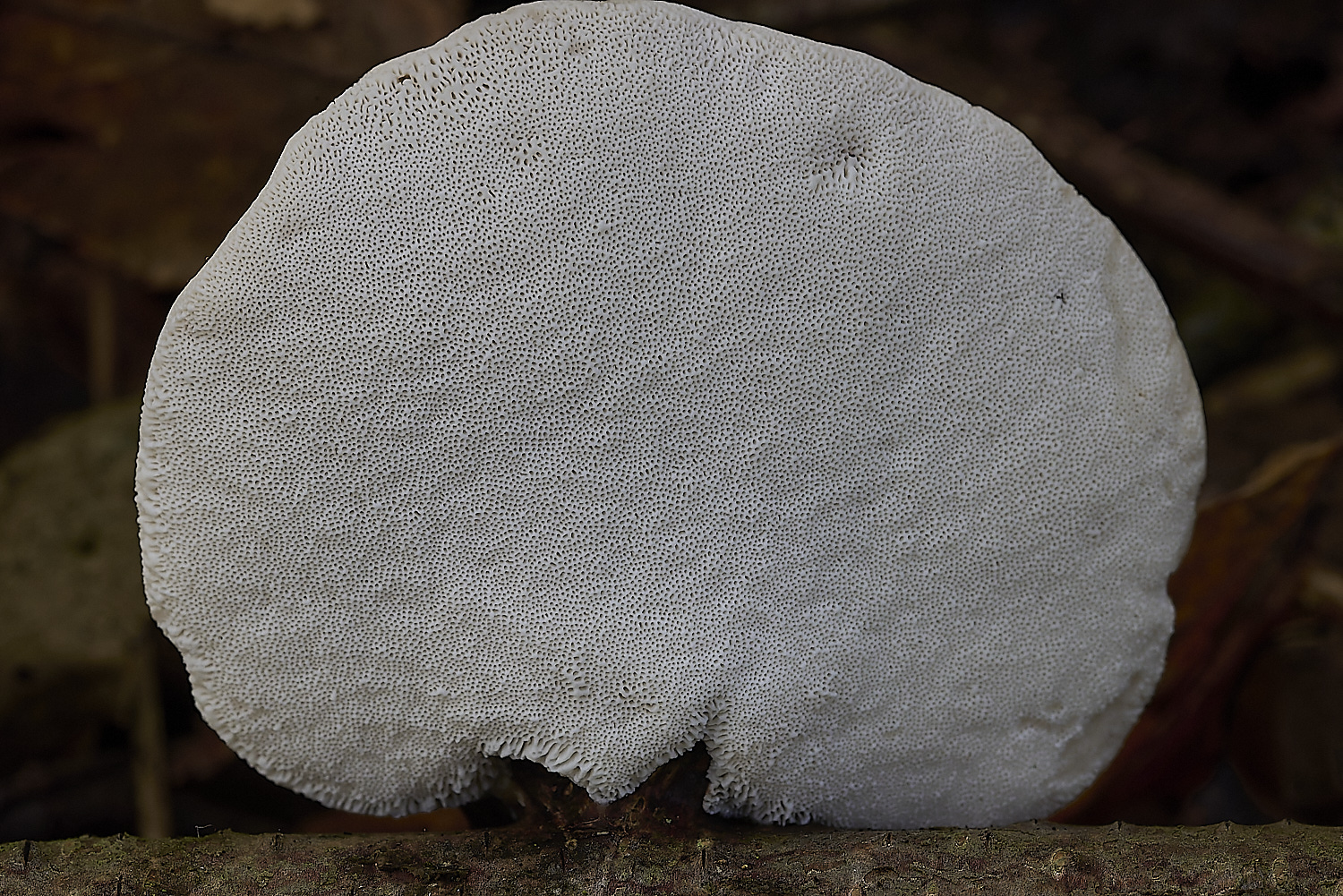 CrostwrightHeathFungus3201119-2-NEF-