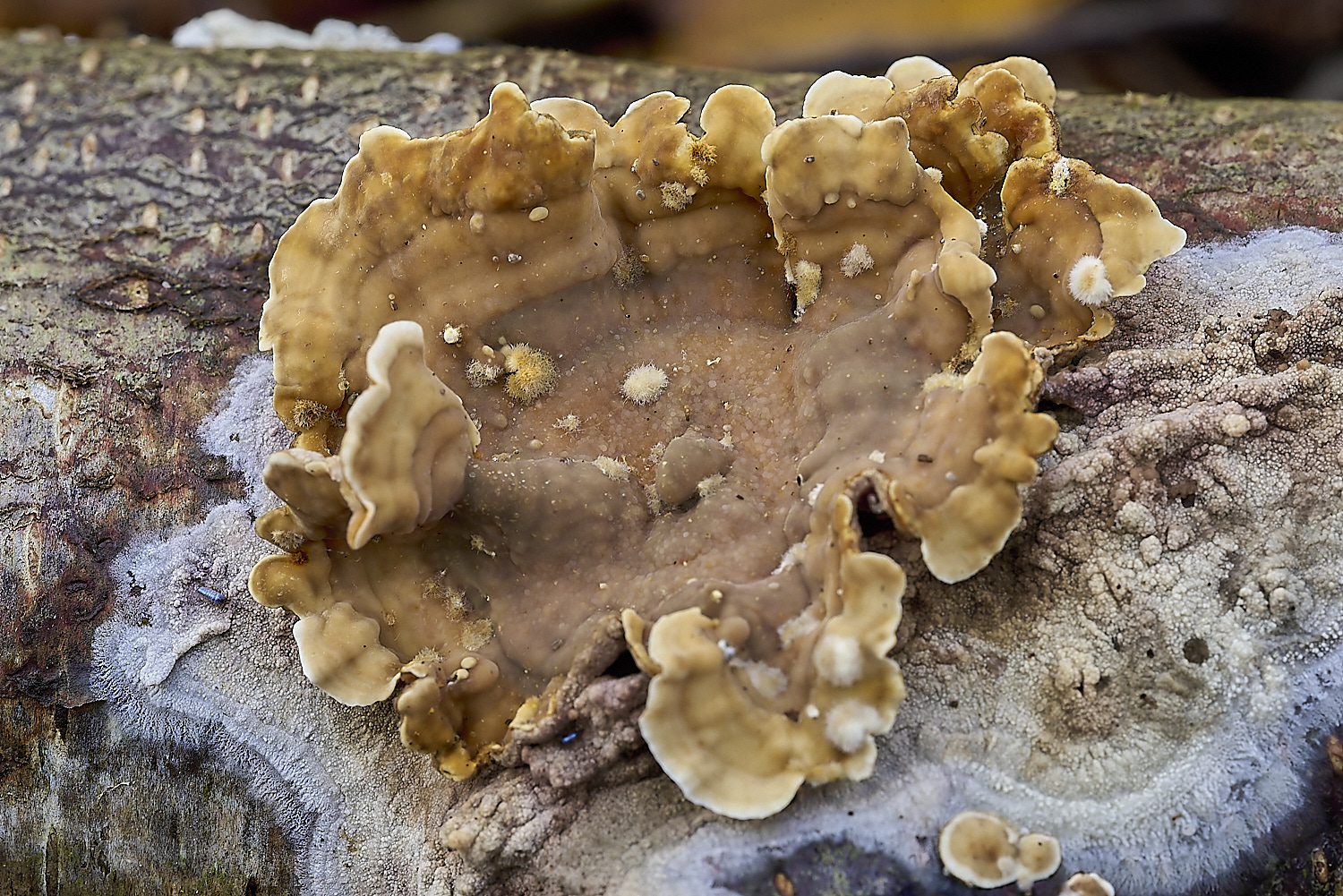 CrostwrightHeathFungus4201119-1-NEF-