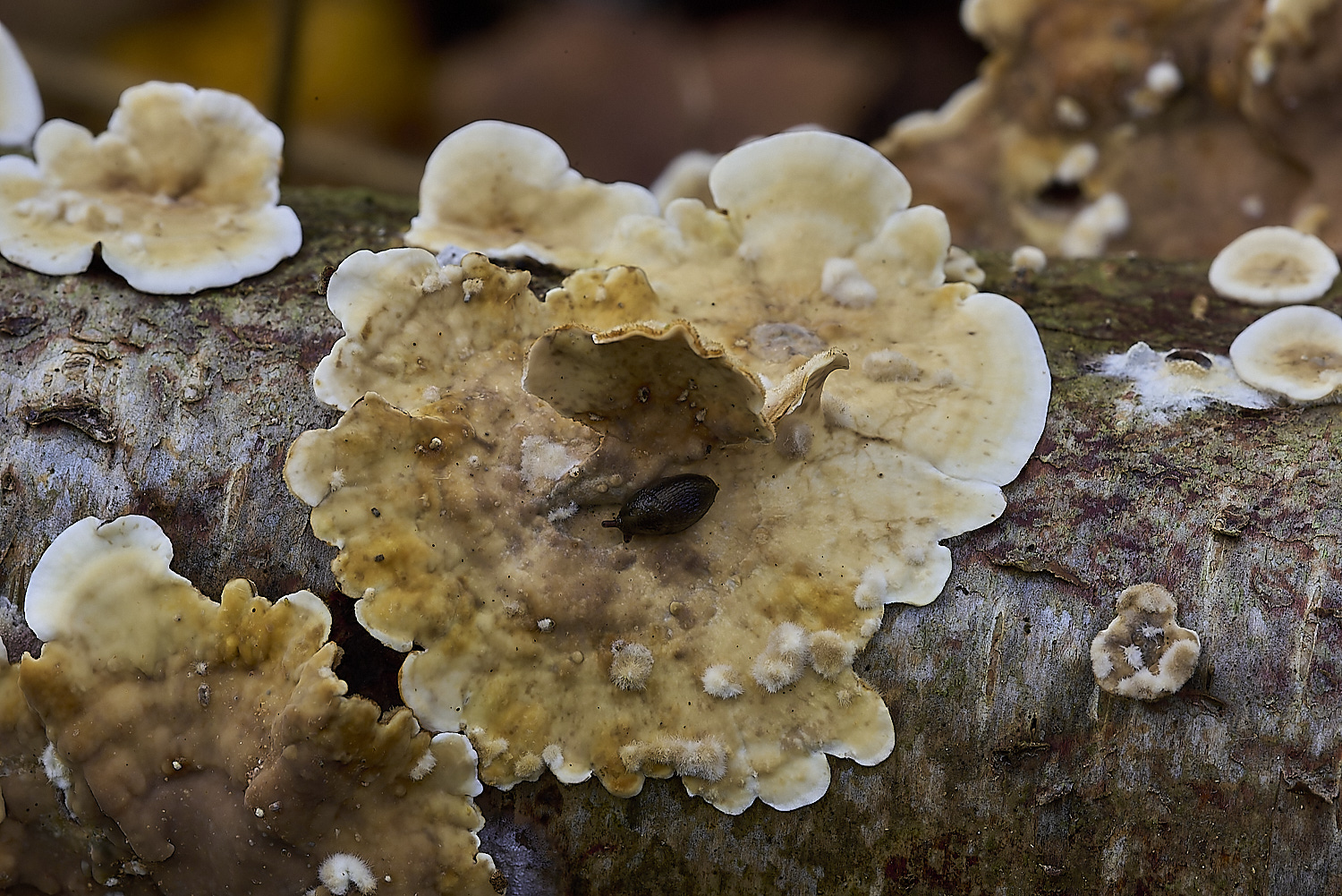 CrostwrightHeathFungus4201119-2-NEF-