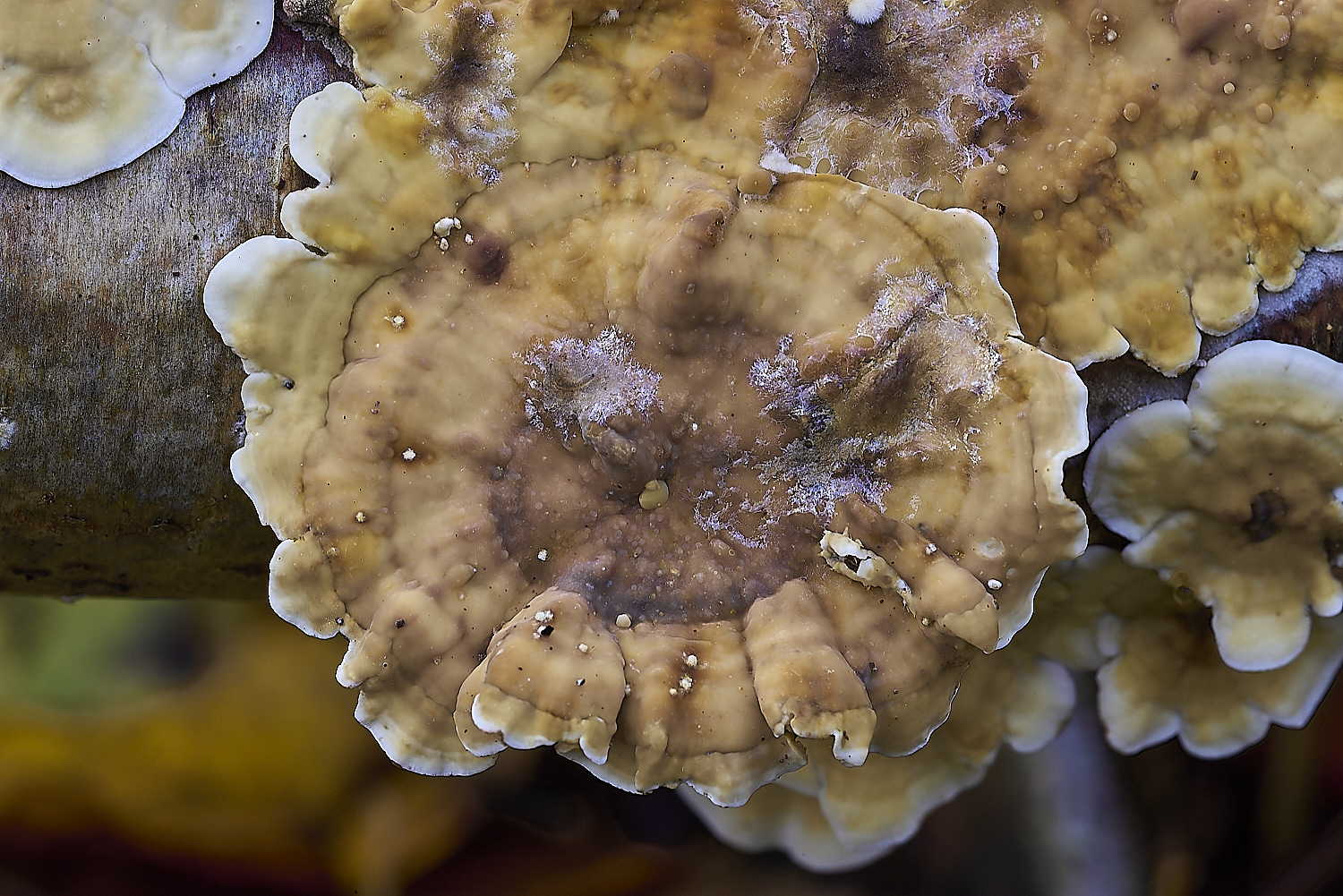 CrostwrightHeathFungus4201119-3-NEF-