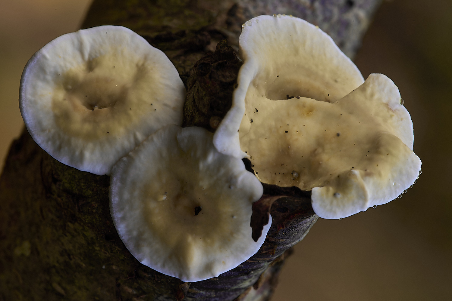 CrostwrightHeathFungus4201119-5-NEF-