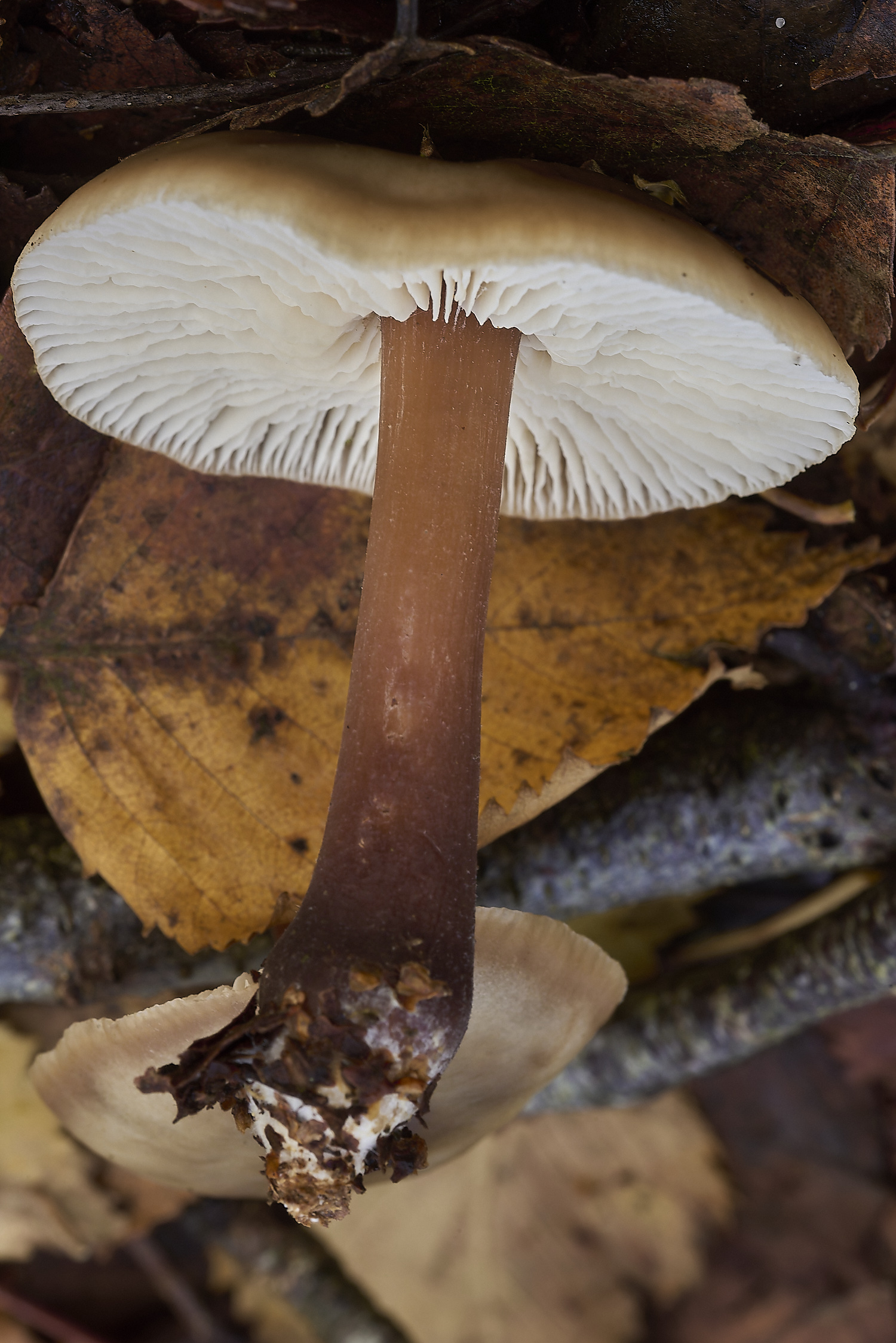 CrostwrightHeathFungus5201119-1-NEF-