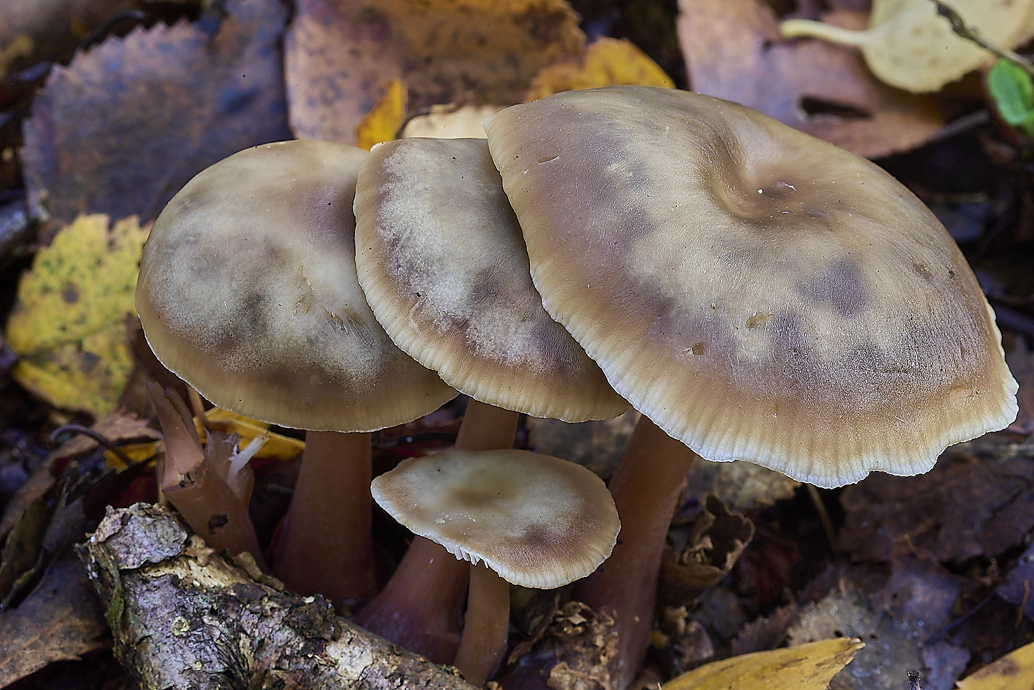 CrostwrightHeathFungus5201119-2-NEF-