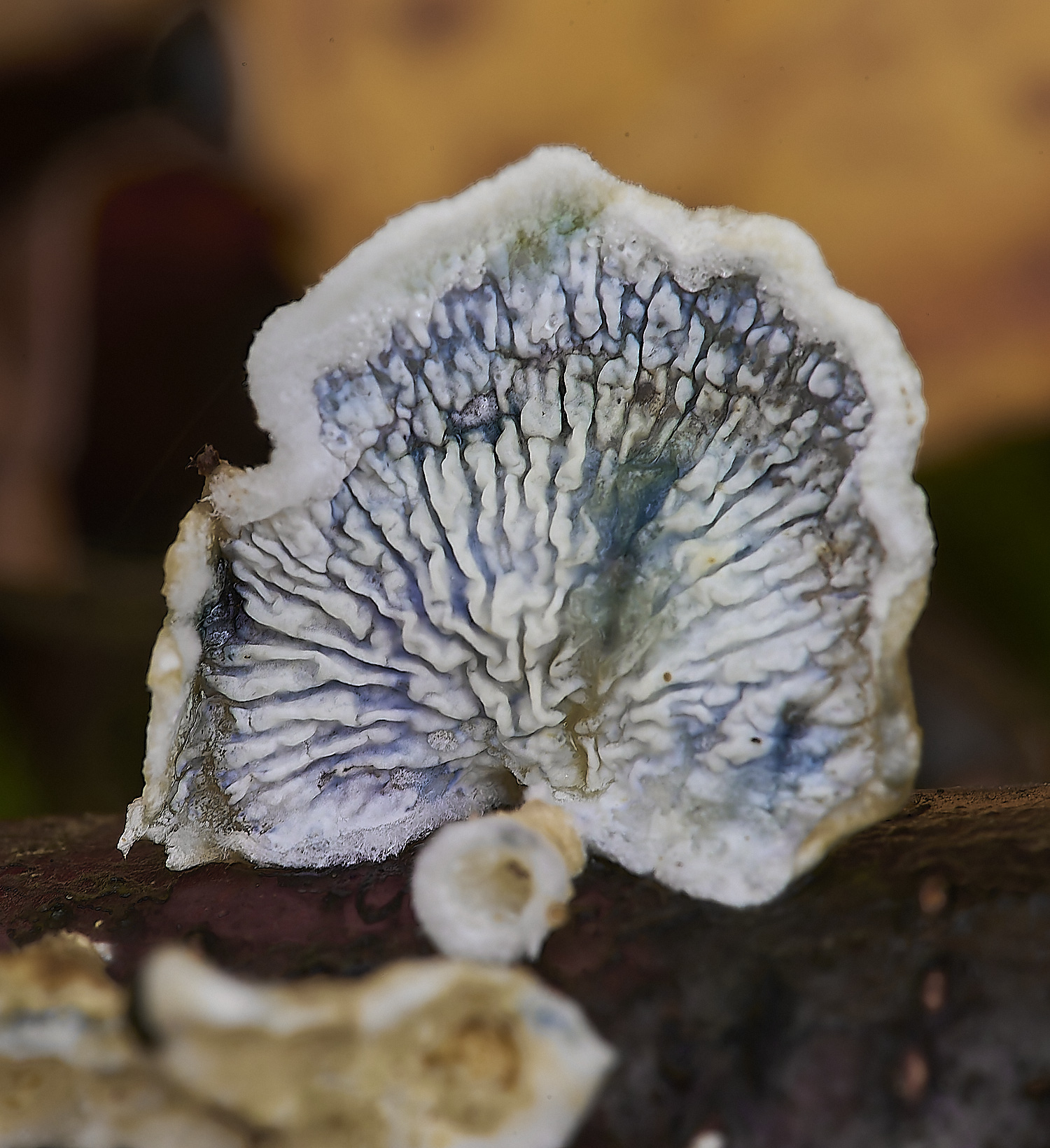 CrostwrightHeathFungus6201119-2-NEF-