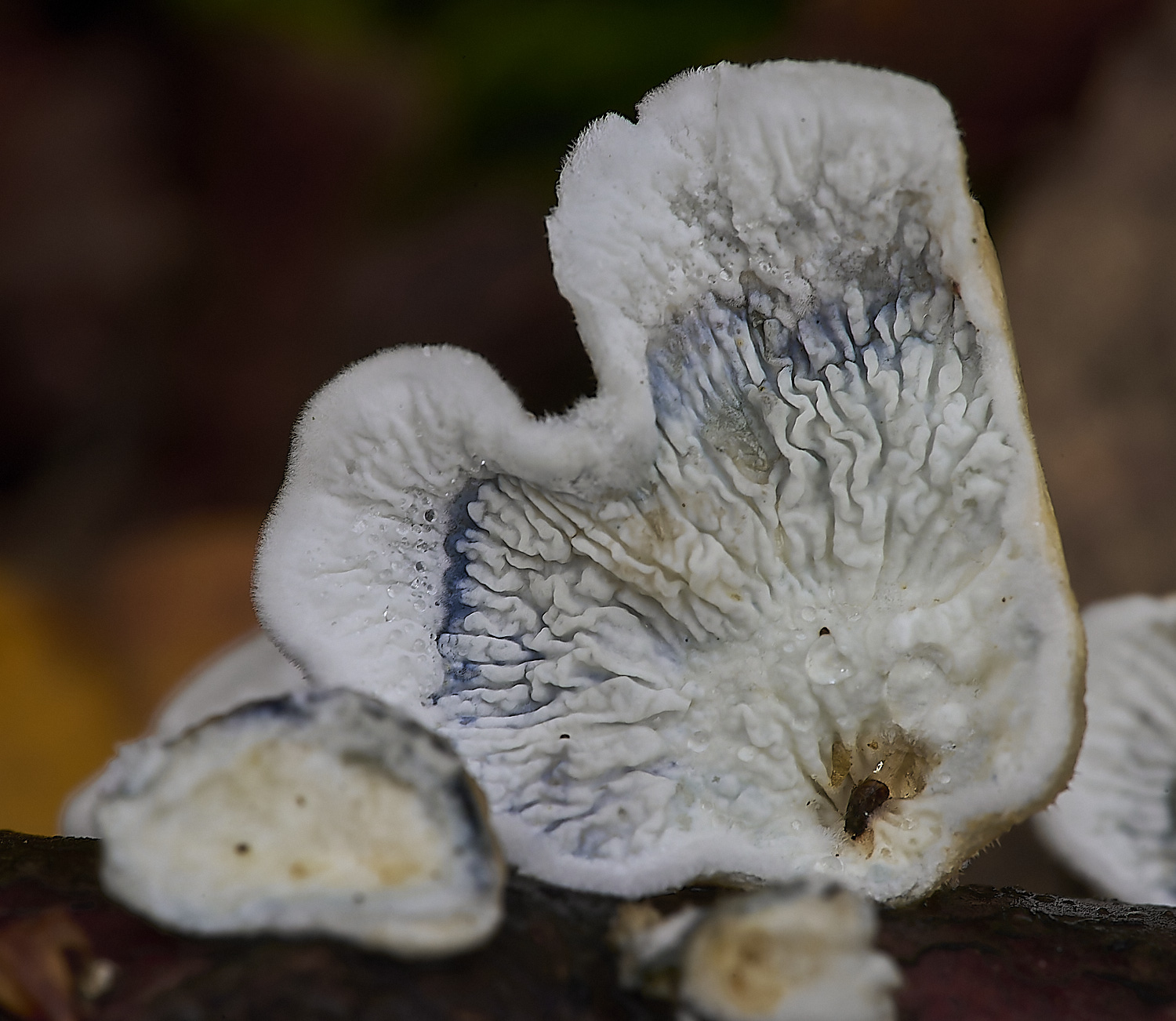 CrostwrightHeathFungus6201119-3-NEF-