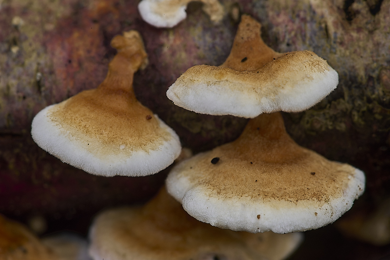 CrostwrightHeathFungus6201119-4-NEF-