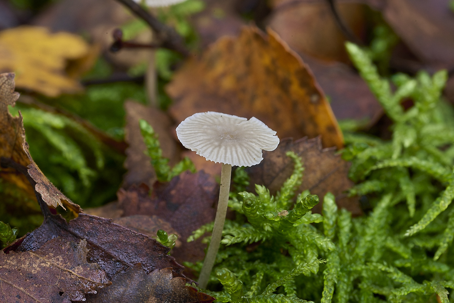 CrostwrightHeathFungus7201119-3-NEF-