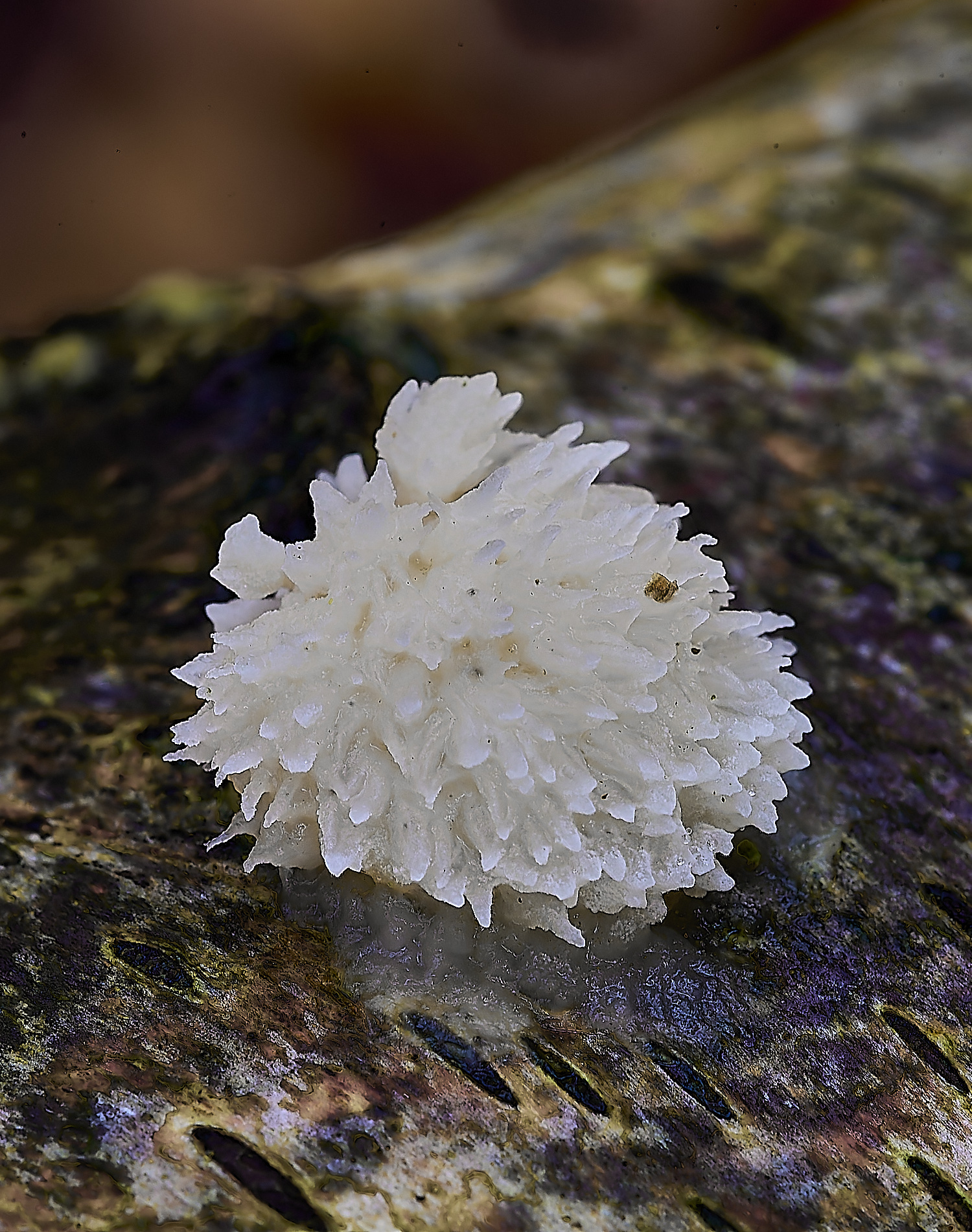 CrostwrightHeathFungus8201119-1-NEF-