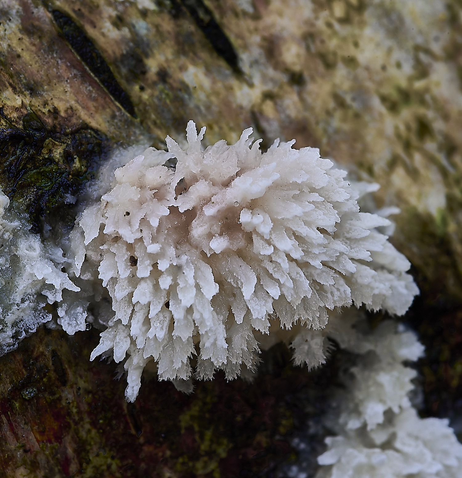 CrostwrightHeathFungus8201119-2-NEF-