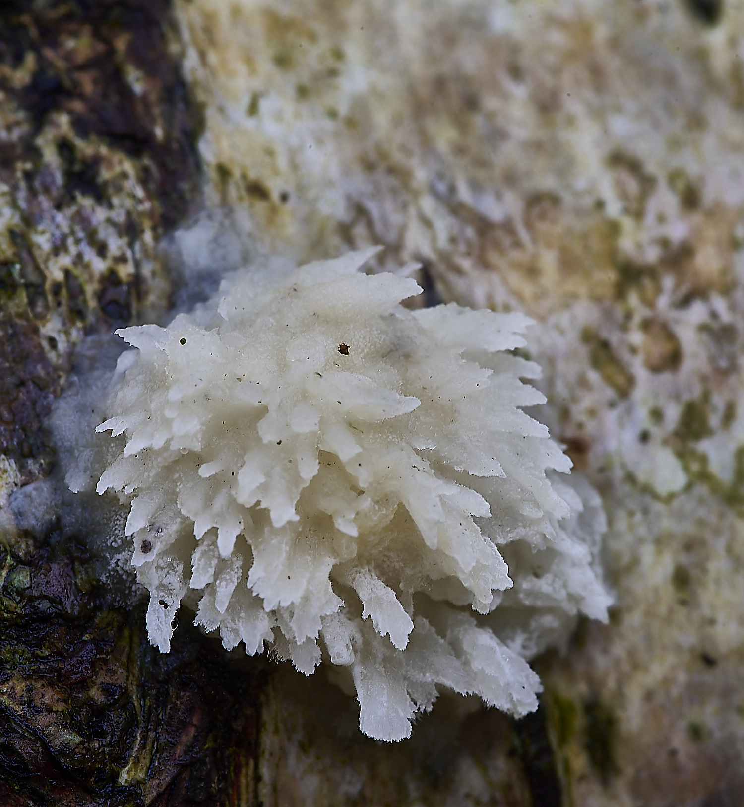 CrostwrightHeathFungus8201119-3-NEF-