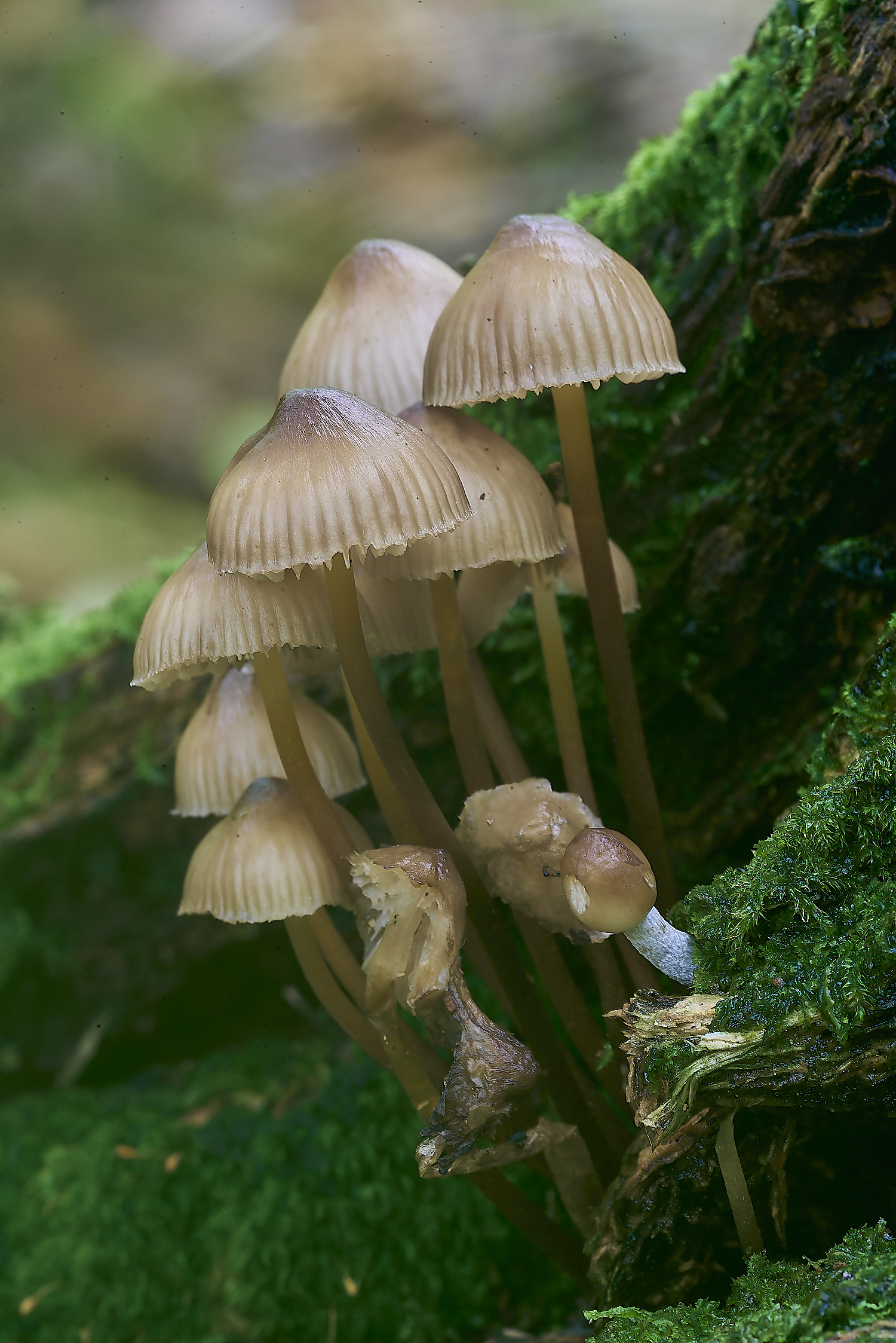 DuncliffeWoodFungi10031119-1-NEF-