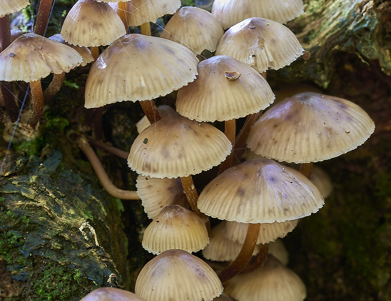 DuncliffeWoodFungi1031119-1-NEF-