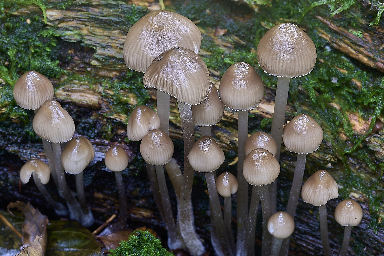 DuncliffeWoodFungi11031119-1-NEF-