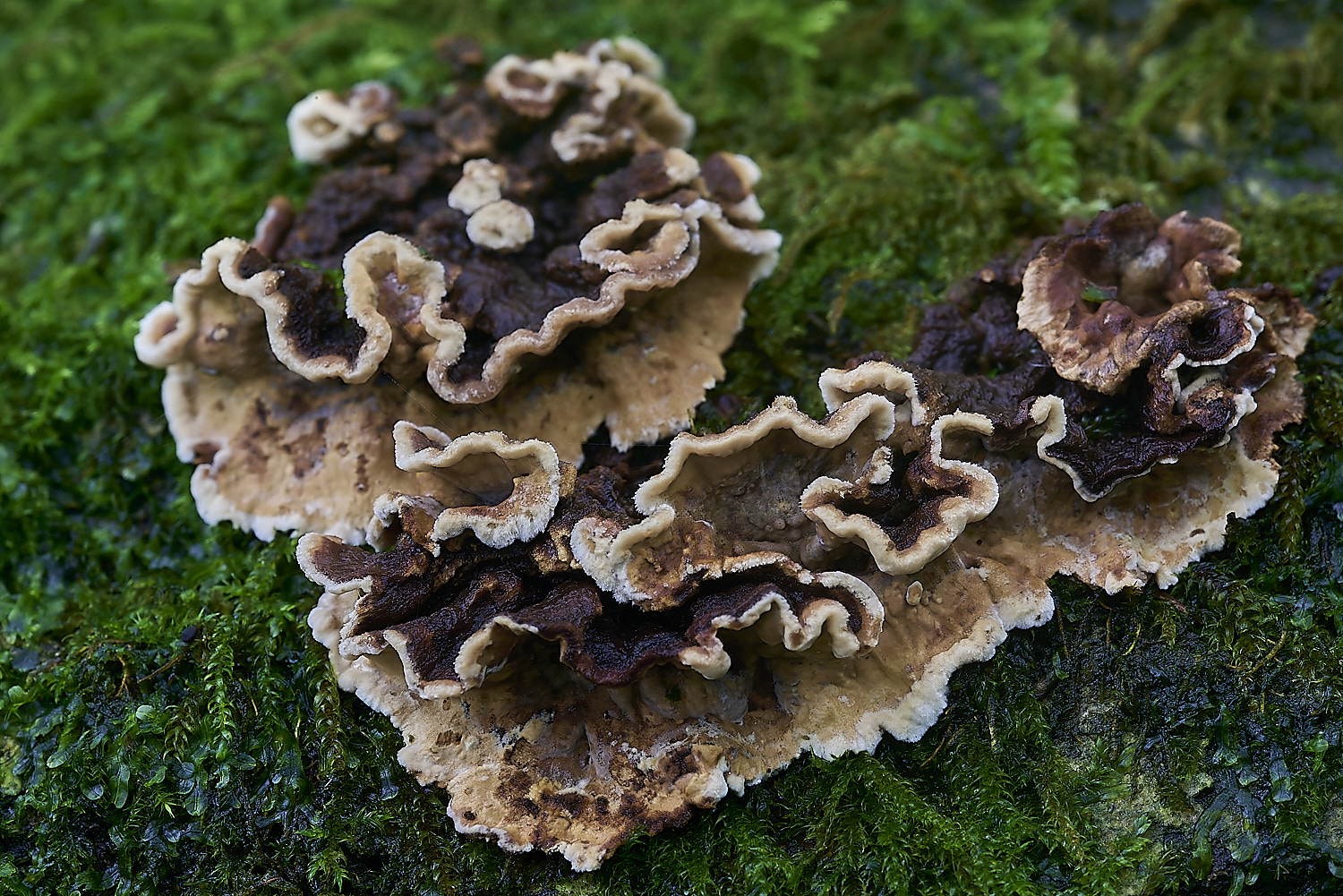 DuncliffeWoodFungi12031119-1-NEF-