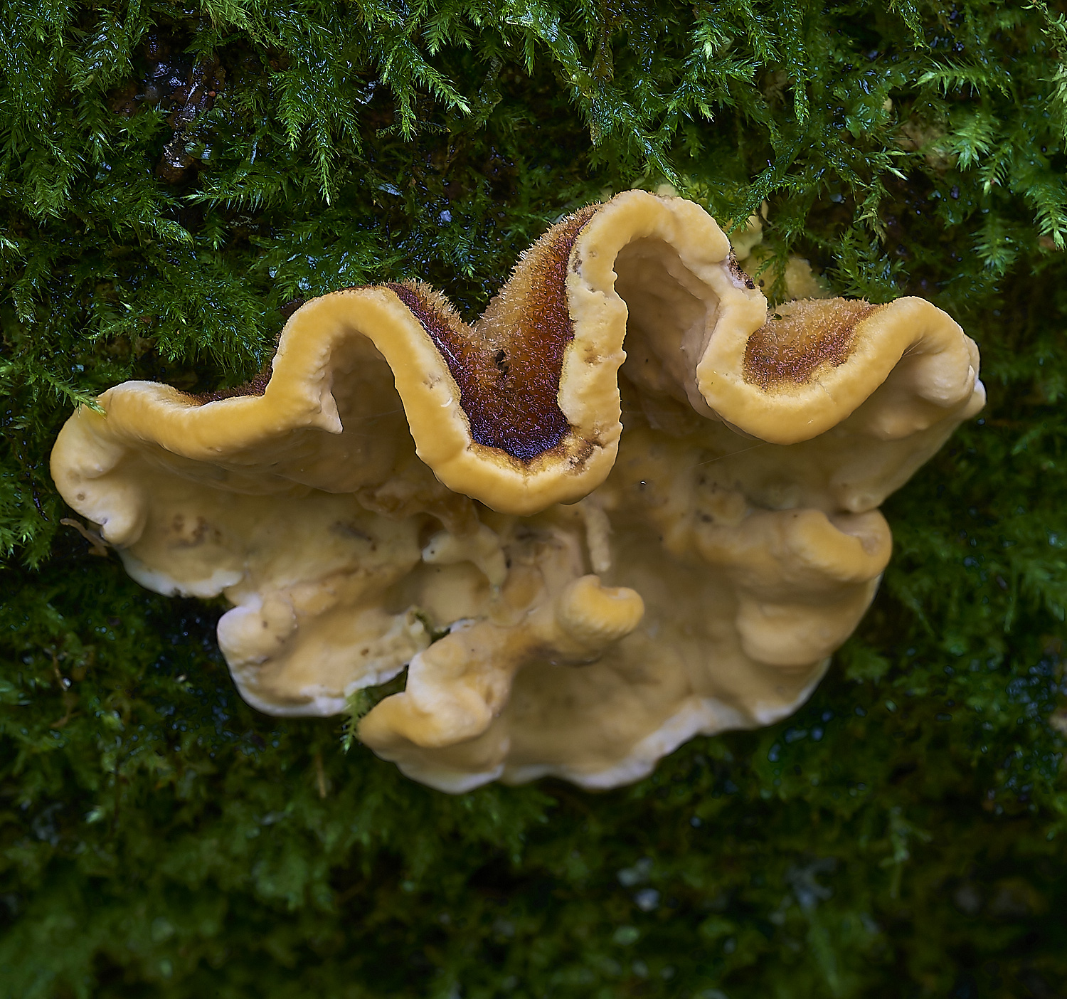 DuncliffeWoodFungi8031119-1-NEF-