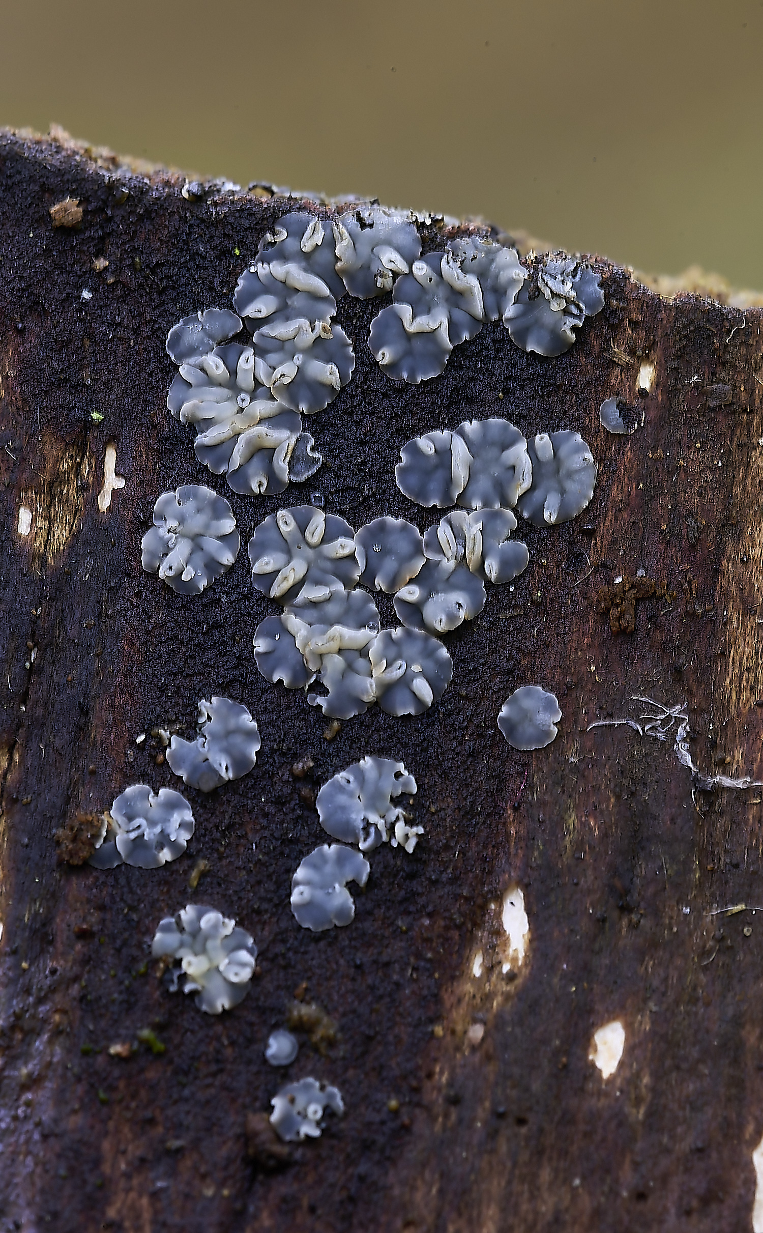 FoxleyWoodFungus10101119-1-NEF-