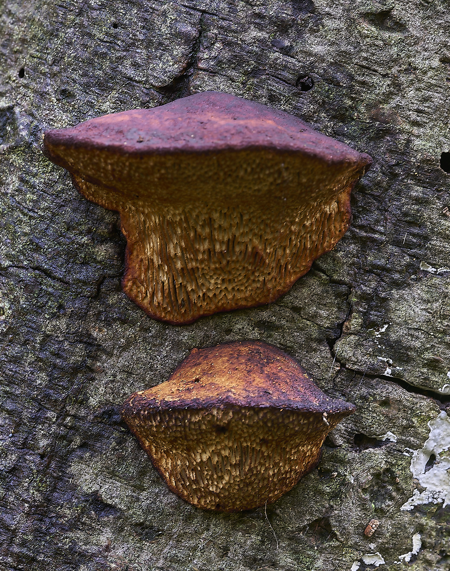 FoxleyWoodFungus12101119-1-NEF-