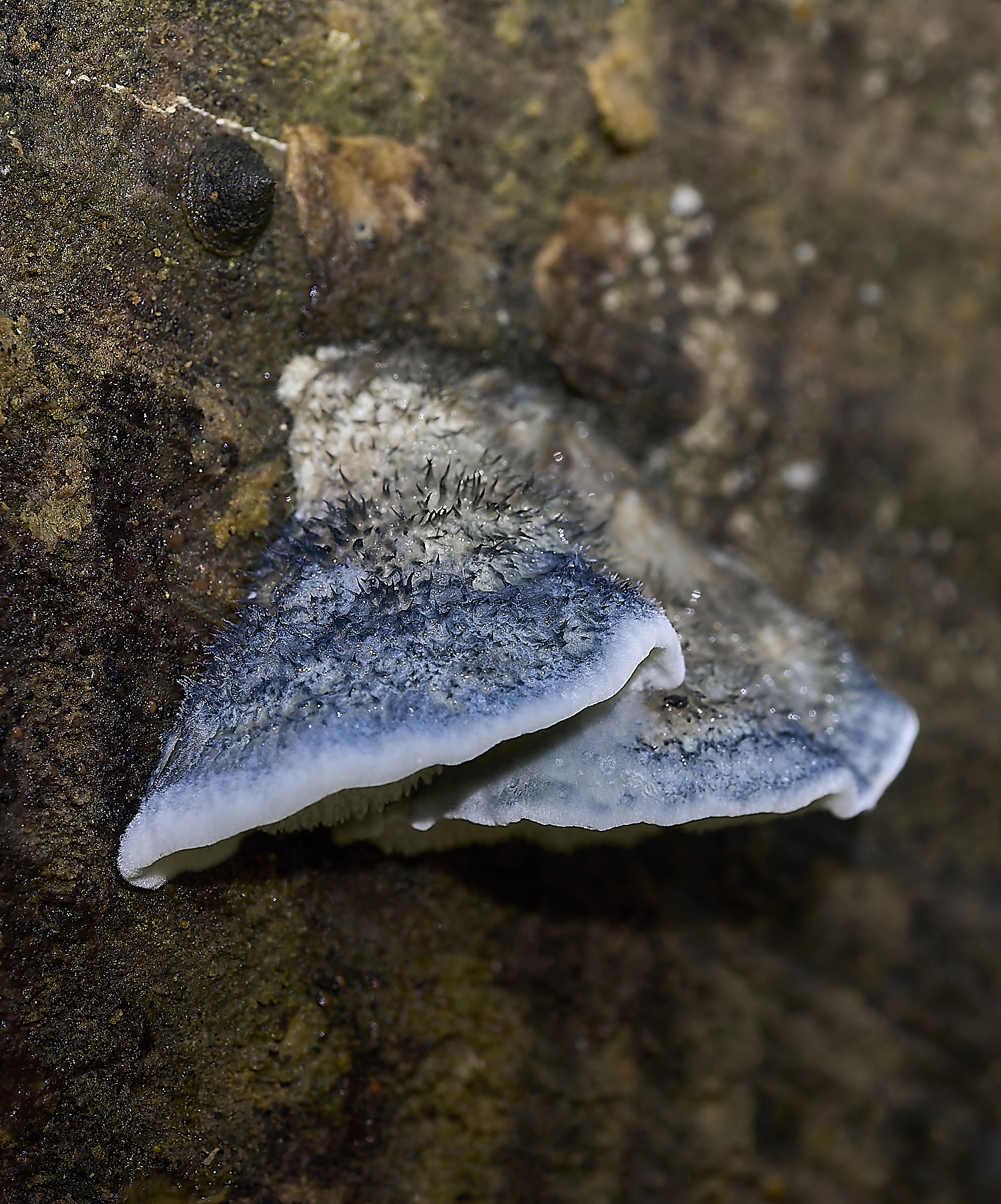 FoxleyWoodFungus2101119--NEF-