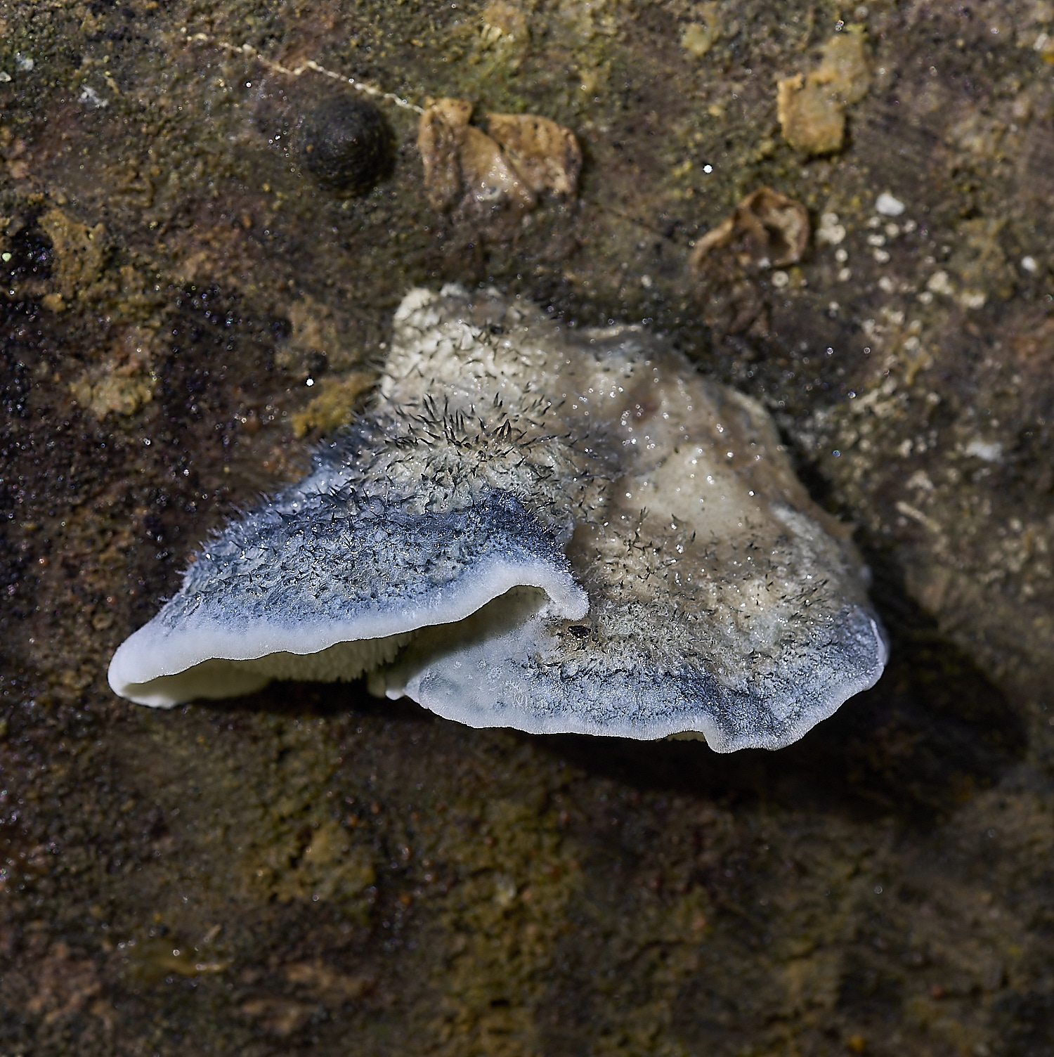 FoxleyWoodFungus2101119-3-NEF-