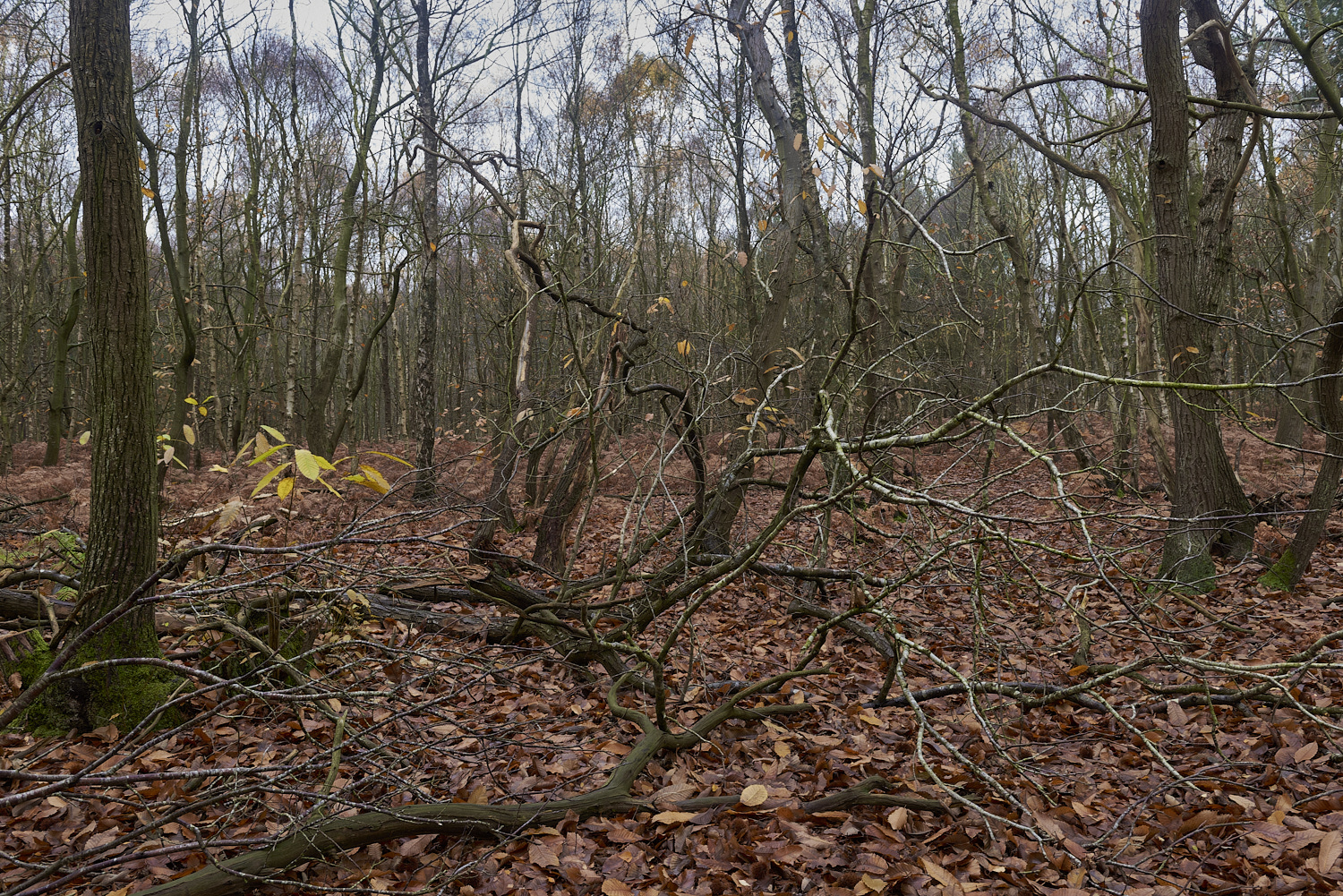 HoughenPlantation241119-4-NEF_DxO_DeepPRIMEXD