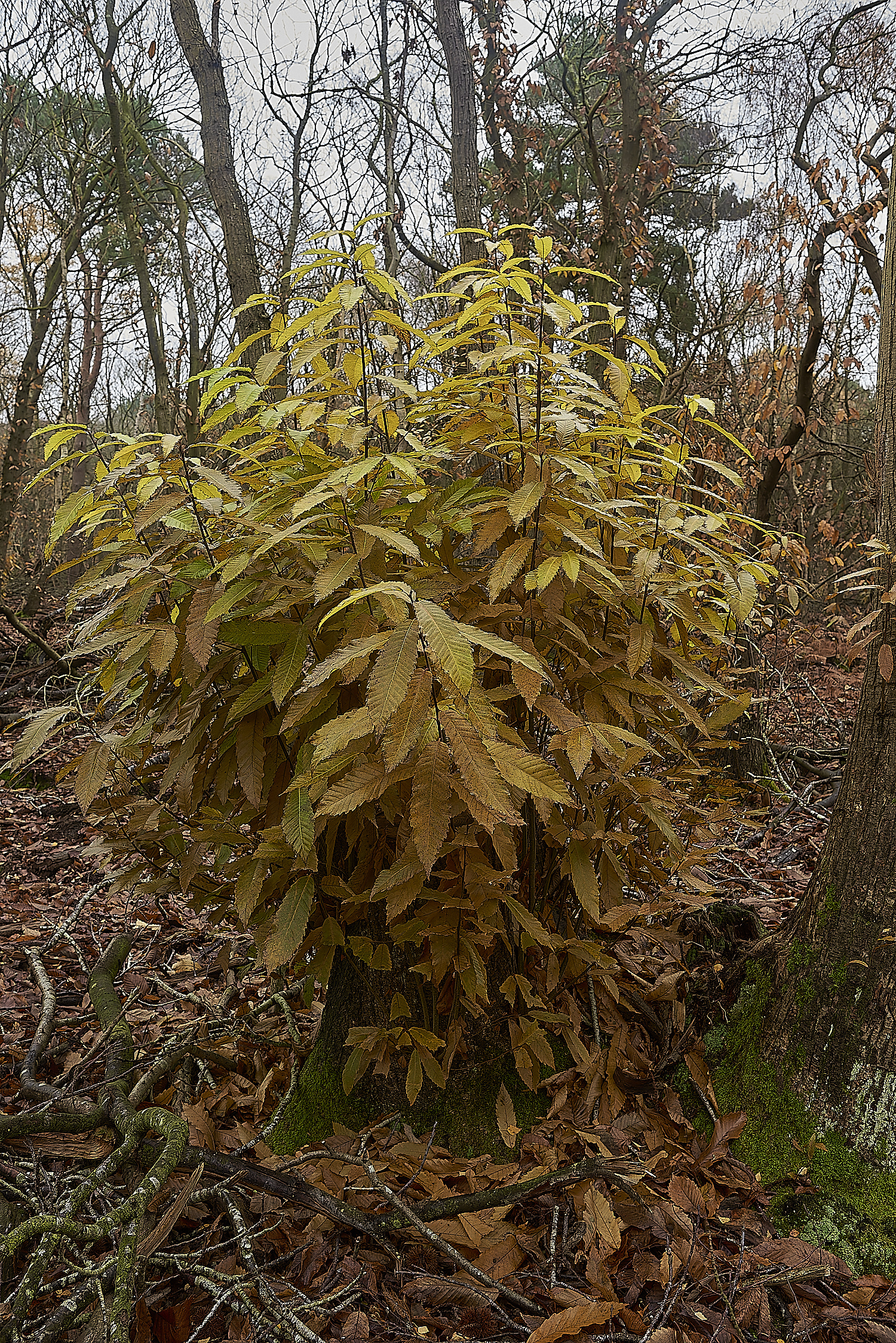 HoughenPlantation241119-6-NEF_DxO_DeepPRIMEXD