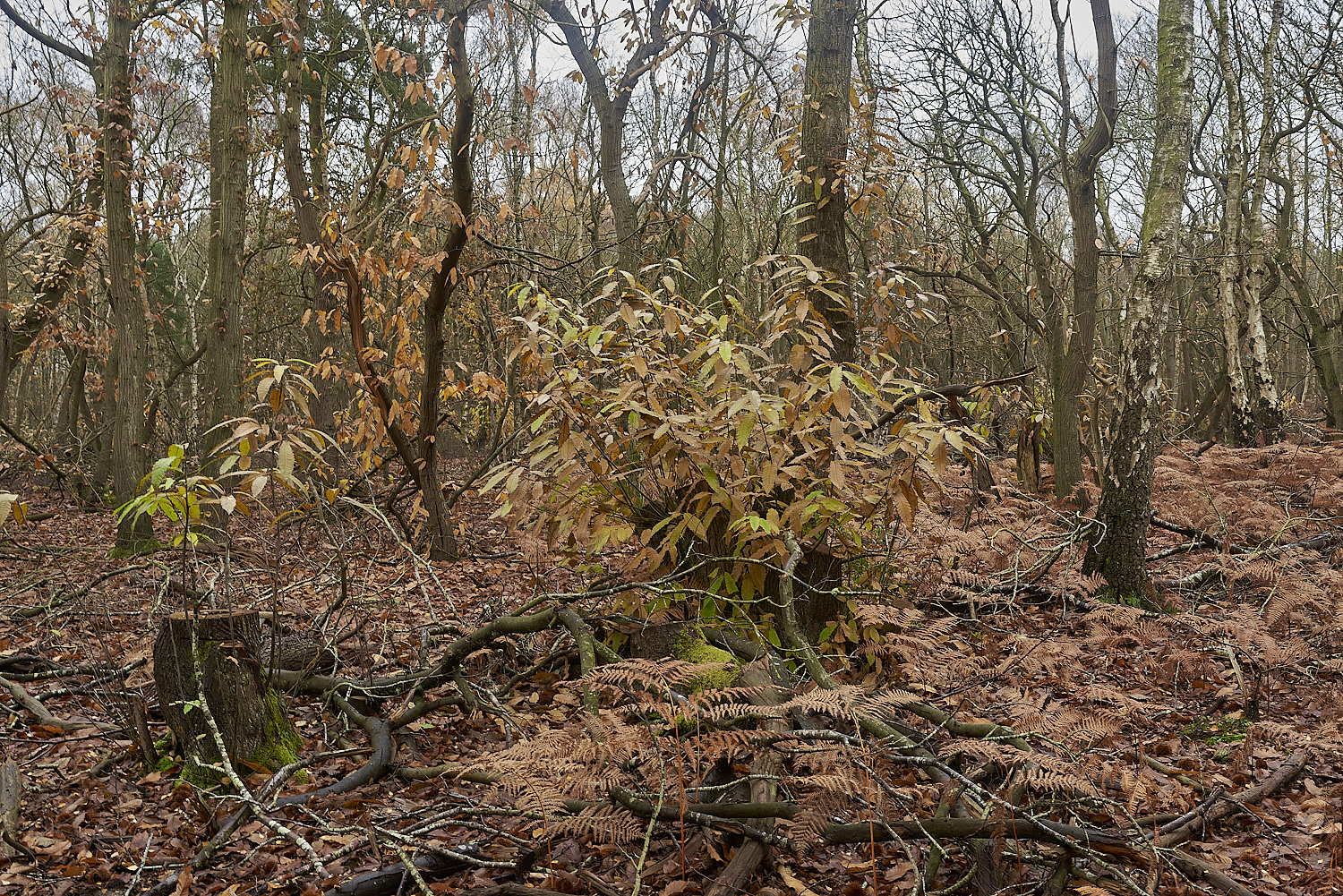 HoughenPlantation241119-7-NEF_DxO_DeepPRIMEXD