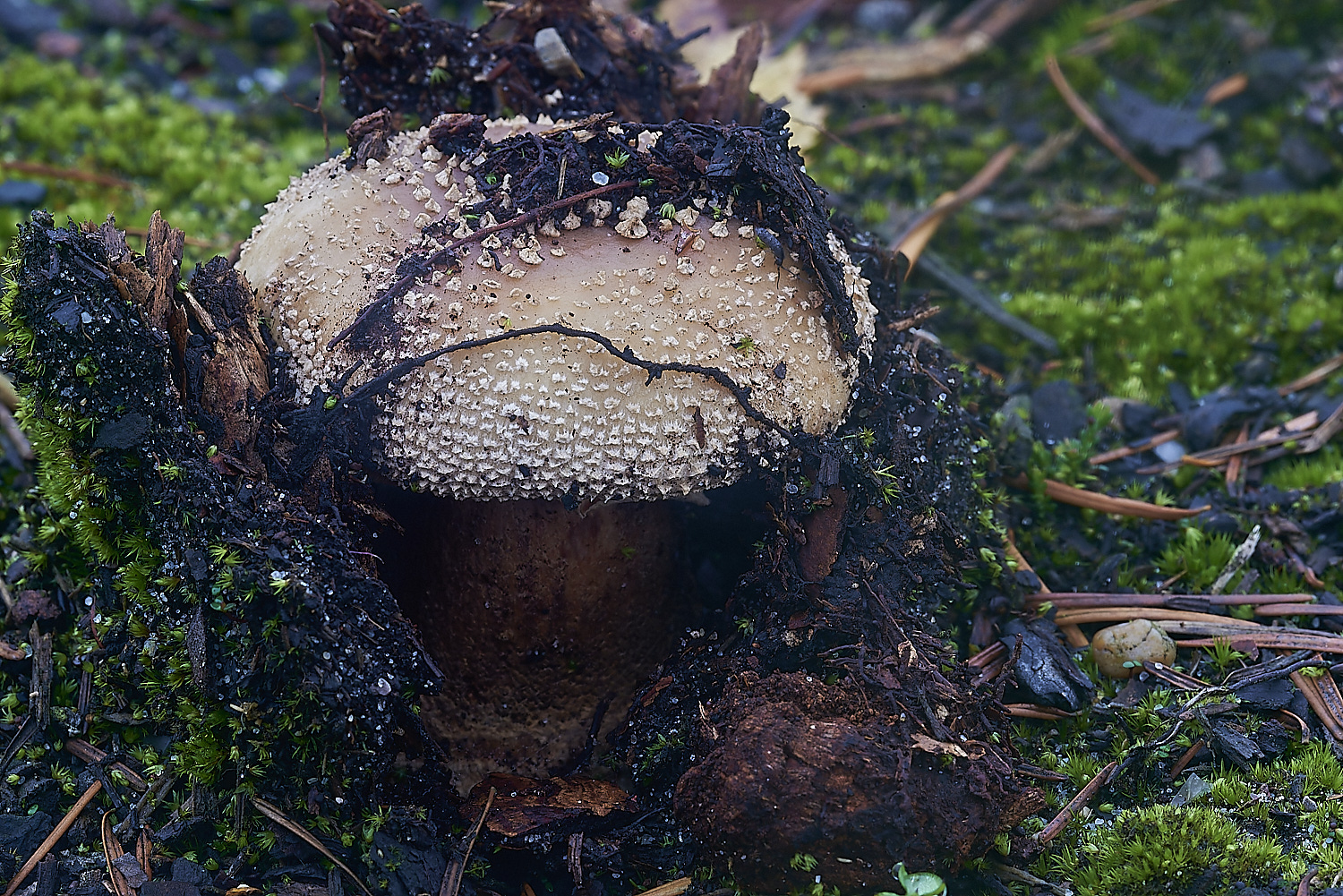 HoughenPlantationFungus1241119-1-NEF_DxO_DeepPRIMEXD