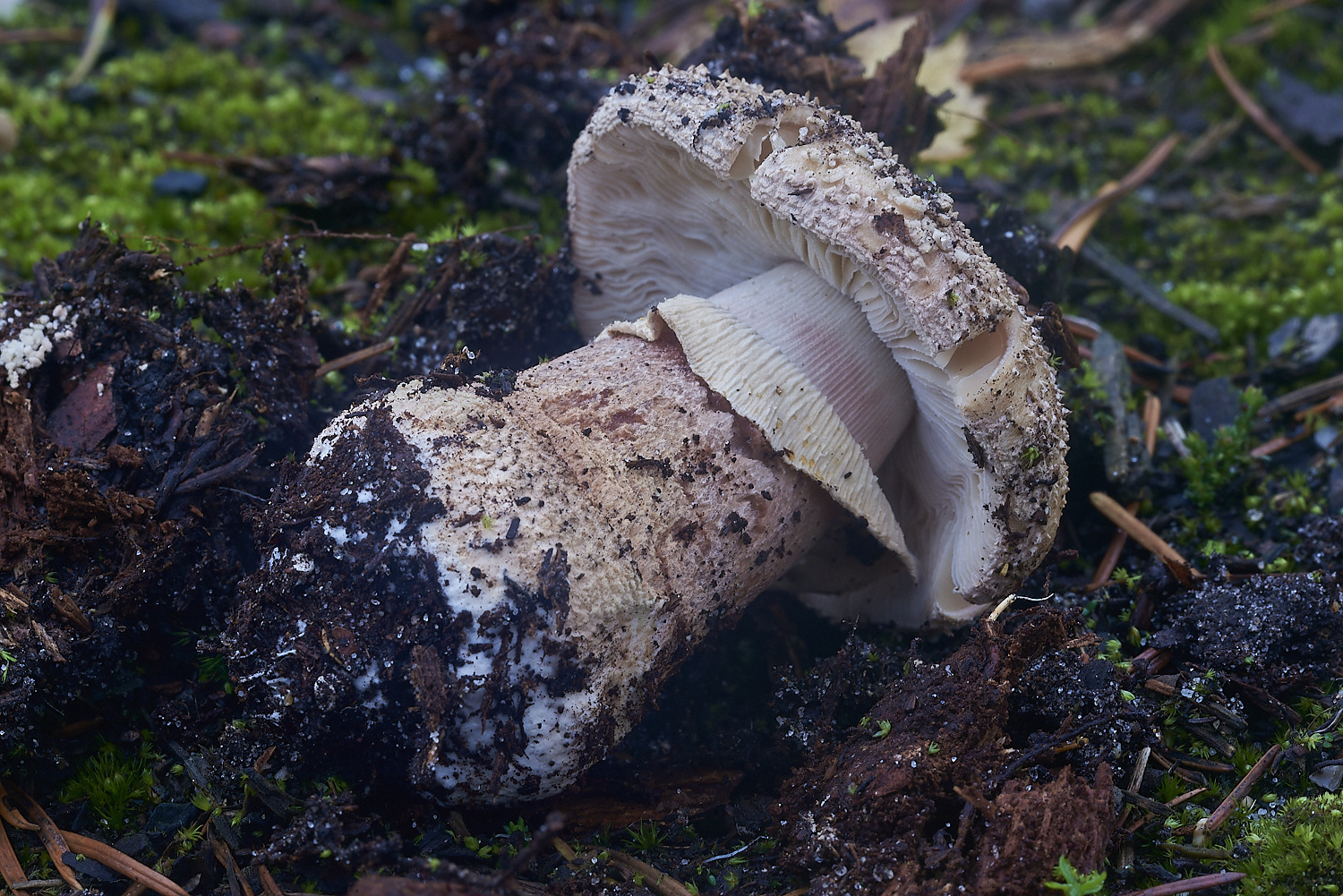 HoughenPlantationFungus1241119-2-NEF_DxO_DeepPRIMEXD