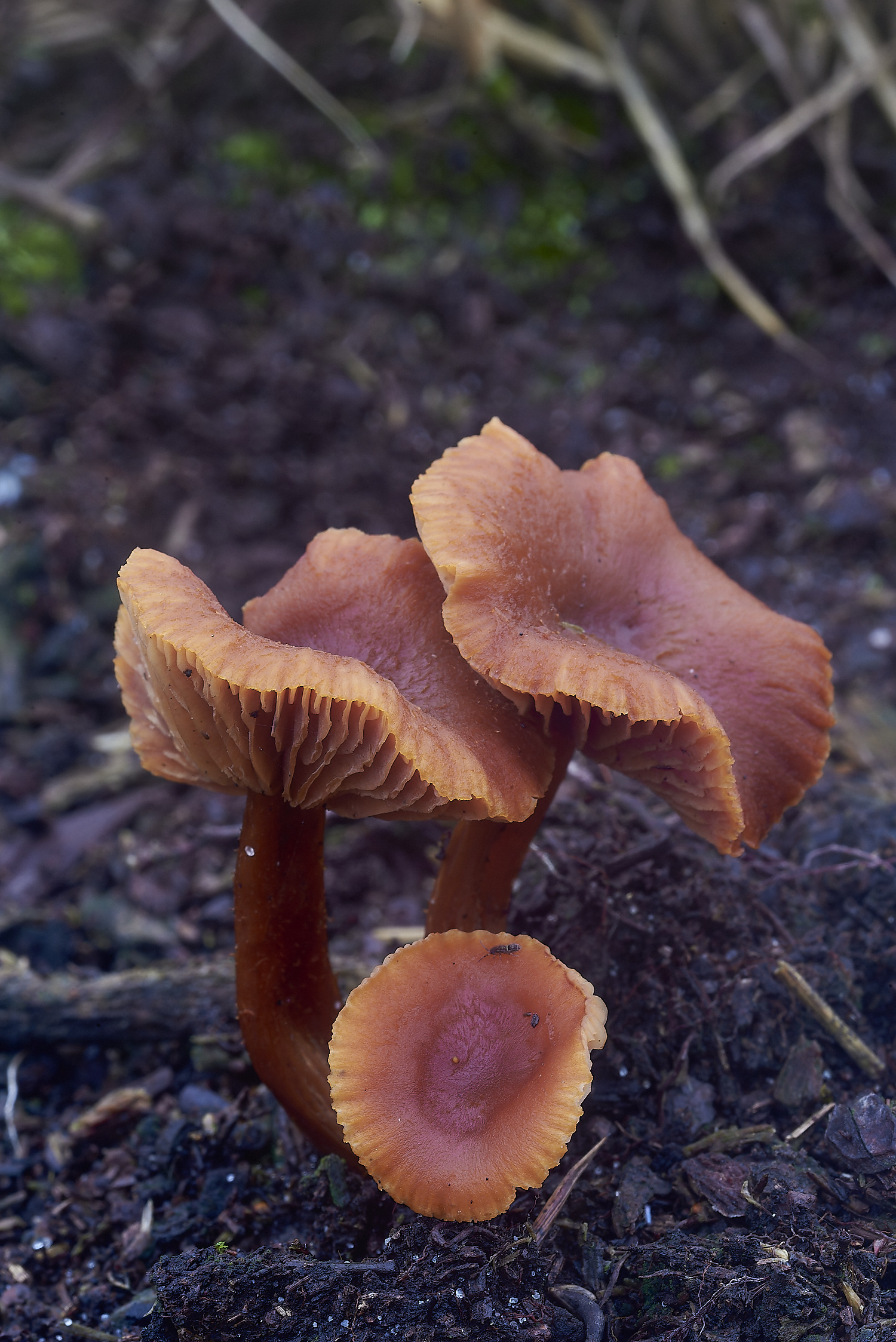 HoughenPlantationFungus2241119-1-NEF_DxO_DeepPRIMEXD