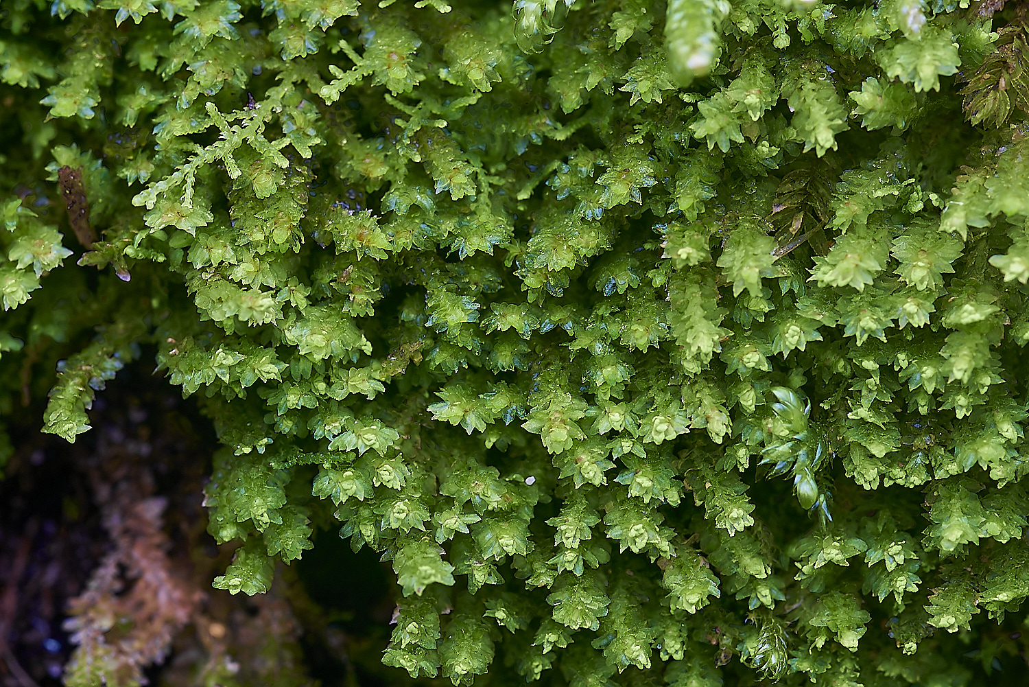 HoughenPlantationMoss5241119-1-NEF_DxO_DeepPRIMEXD