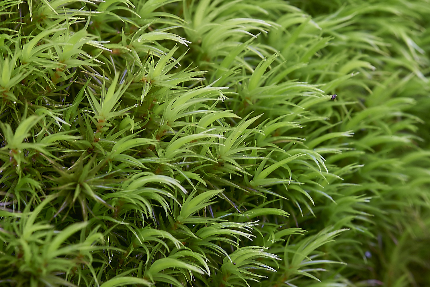 HoughenPlantationMoss5241119-2-NEF_DxO_DeepPRIMEXD