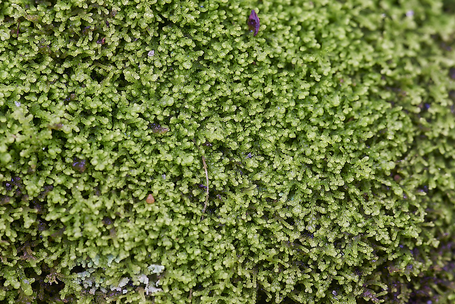 HoughenPlantationMoss6241119-1-NEF_DxO_DeepPRIMEXD