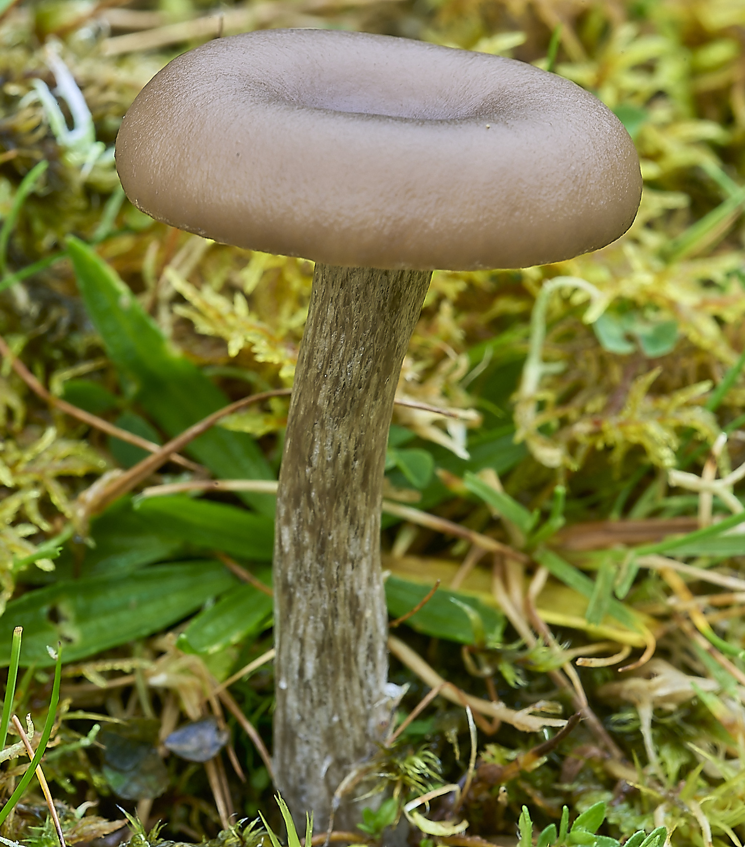 LLangattockFungi1011119-1-NEF-