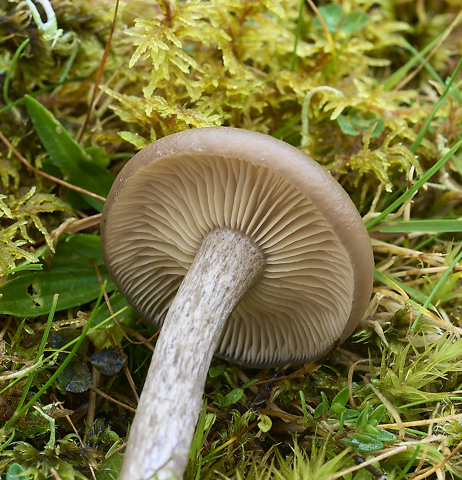 LLangattockFungi1011119-2-NEF-