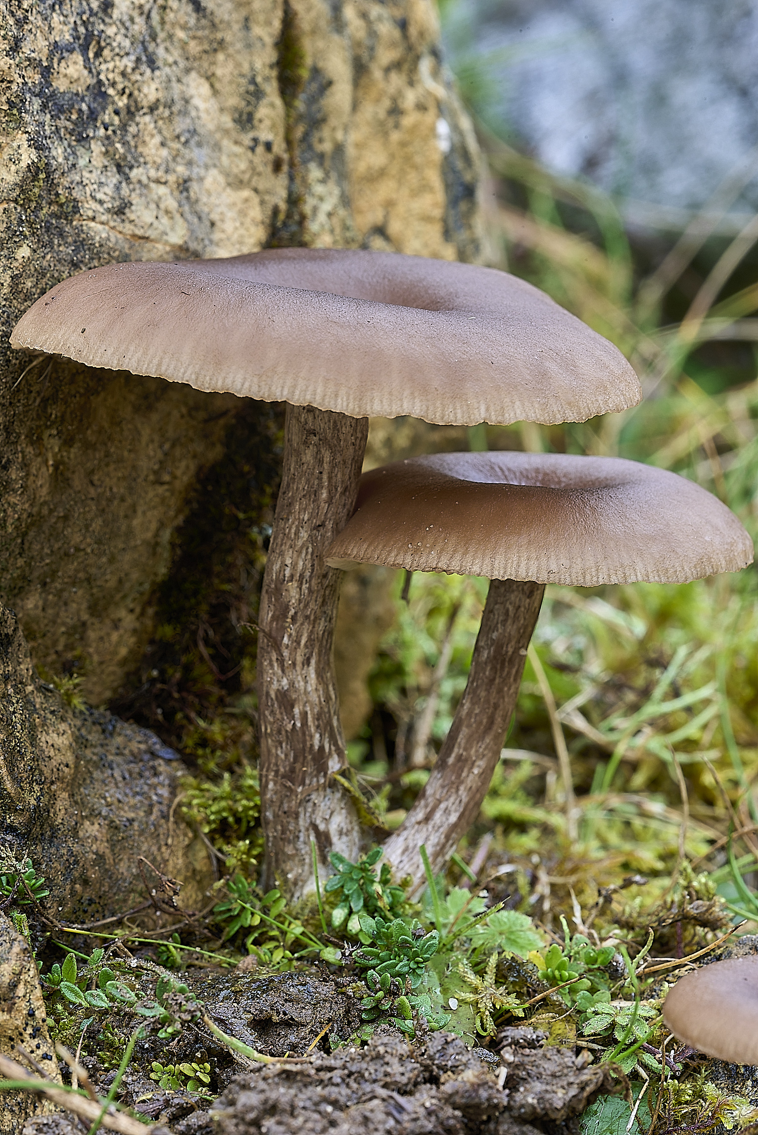 LLangattockFungi1011119-3-NEF-